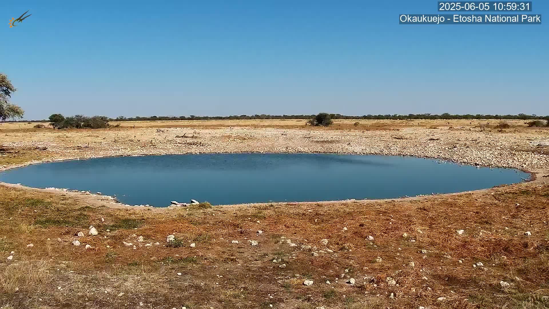 A small, teal-colored watering hole sits in a dry, rocky landscape under a clear blue sky.