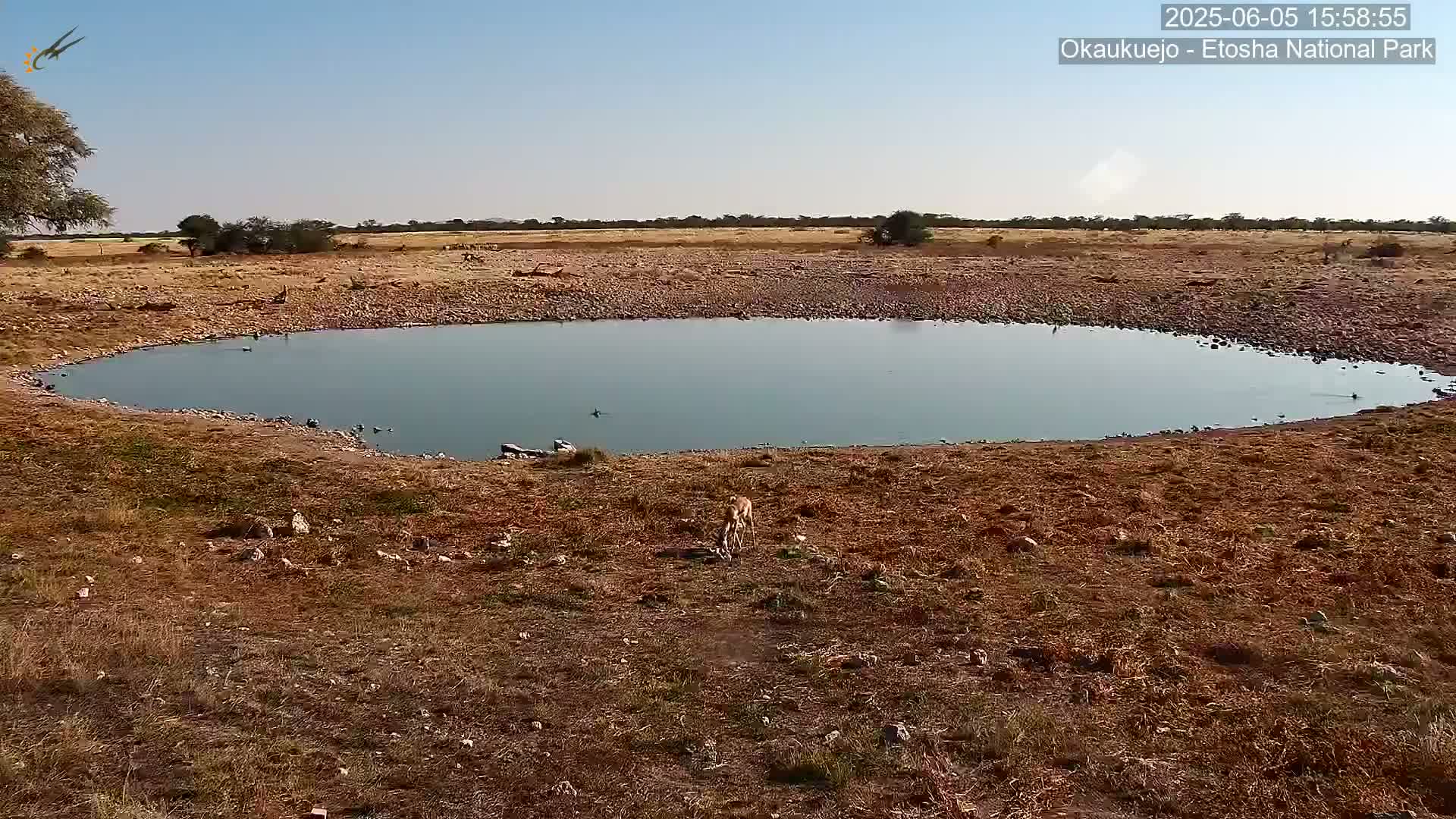 A small, calm body of water sits in a dry, brown landscape under a clear blue sky.