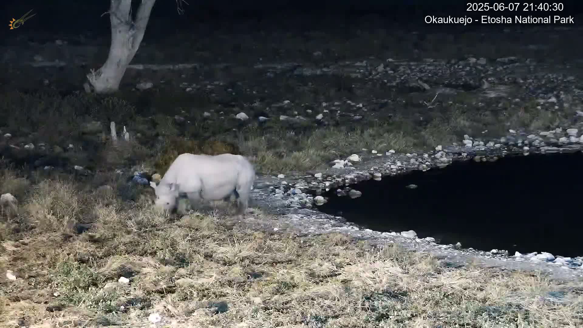 A white rhinoceros grazes near a dark body of water at night in a dry, rocky landscape.