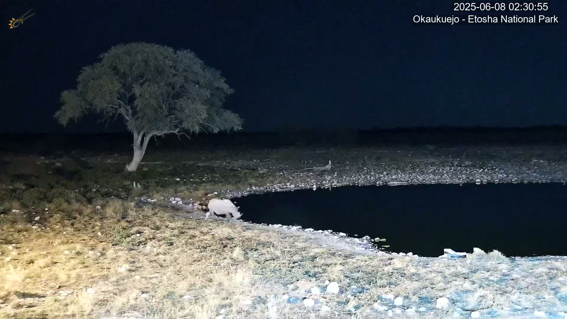 A white rhinoceros drinks from a waterhole at night under a starry sky near a lone tree in a rocky, sparsely vegetated landscape.