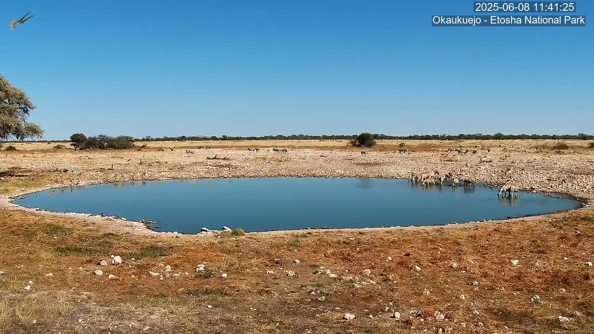 A small, calm body of blue water sits in a dry, rocky landscape under a clear blue sky, with zebras drinking from its edge.