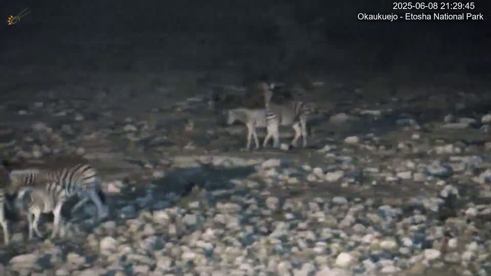 Wild Animal Life  in Okaukuejo Waterhole in Etosha National Park  -  Oshakati, Oshana, Namibia