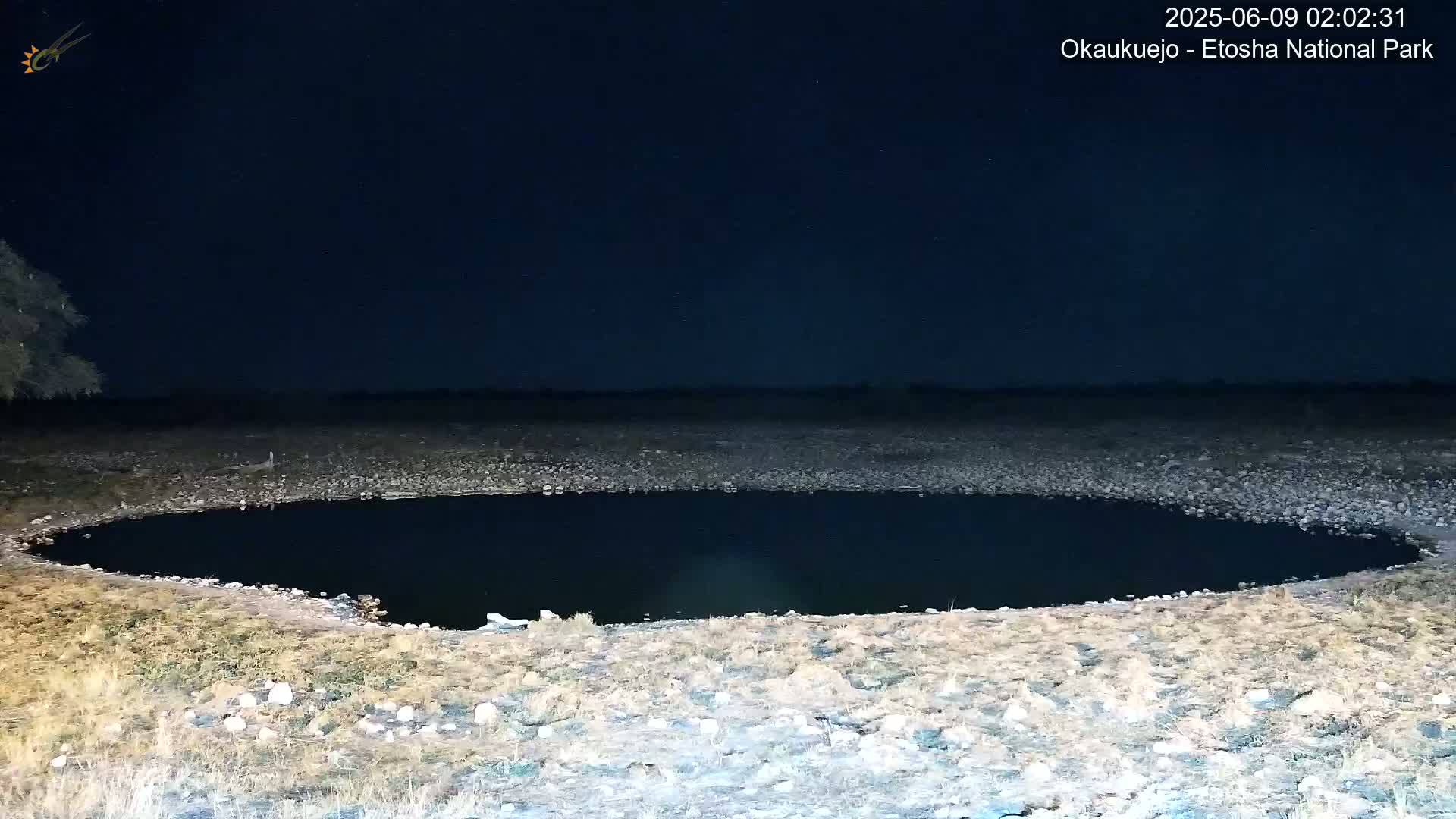 Wild Animal Life  in Okaukuejo Waterhole in Etosha National Park  -  Oshakati, Oshana, Namibia