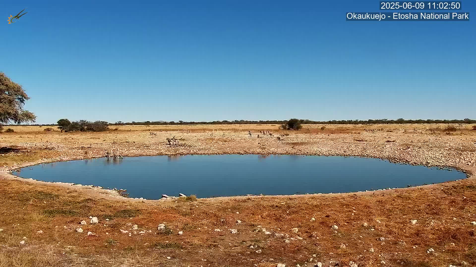 A small, calm pool of water sits in a dry, rocky landscape under a clear blue sky, with a herd of zebras visible in the distance.