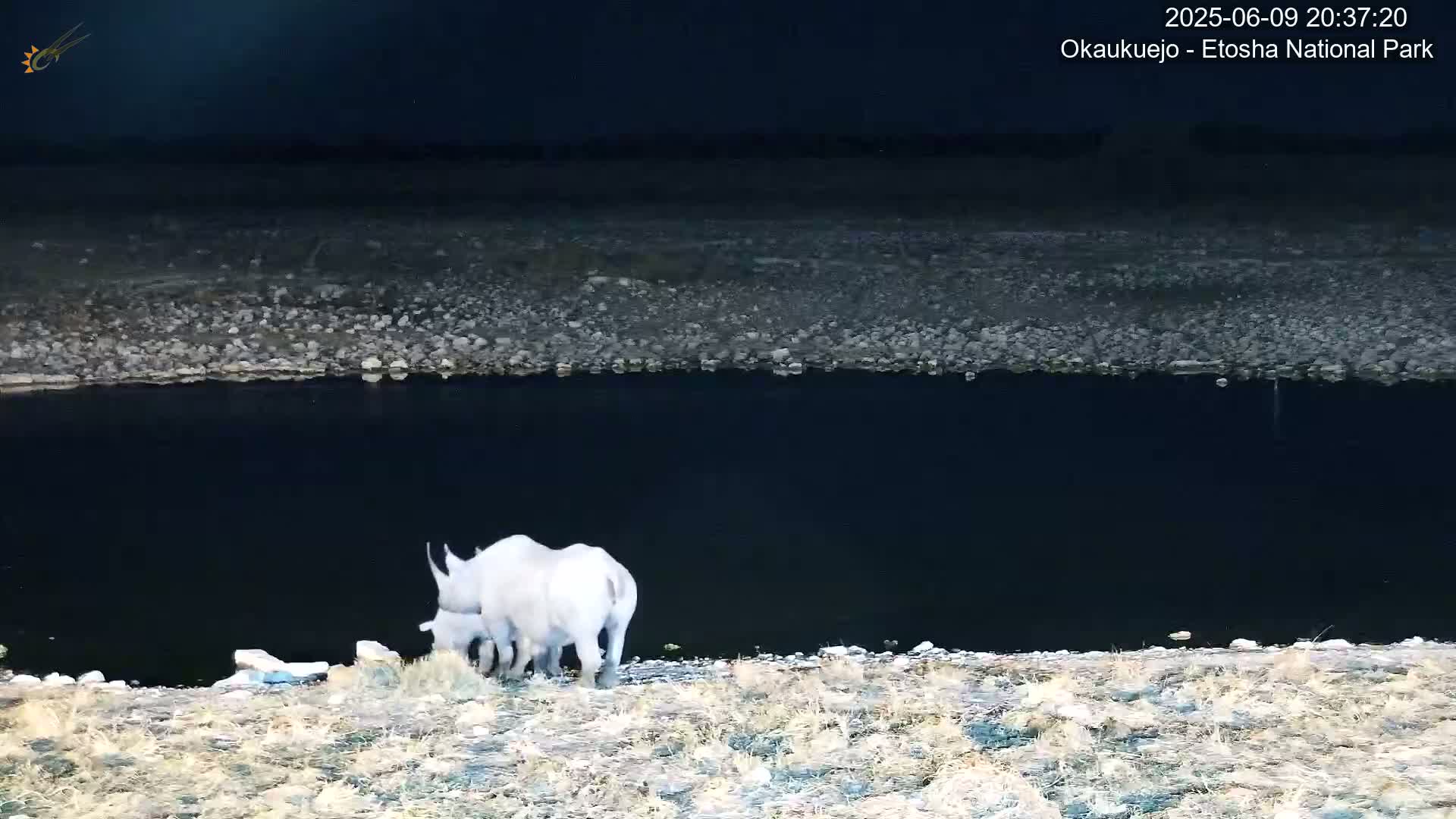 Wild Animal Life  in Okaukuejo Waterhole in Etosha National Park  -  Oshakati, Oshana, Namibia