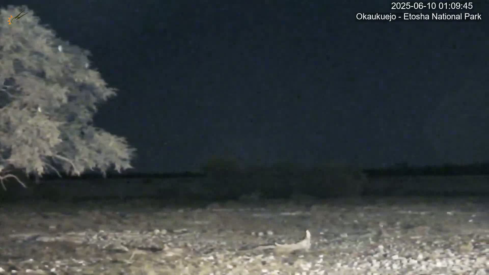 Wild Animal Life  in Okaukuejo Waterhole in Etosha National Park  -  Oshakati, Oshana, Namibia