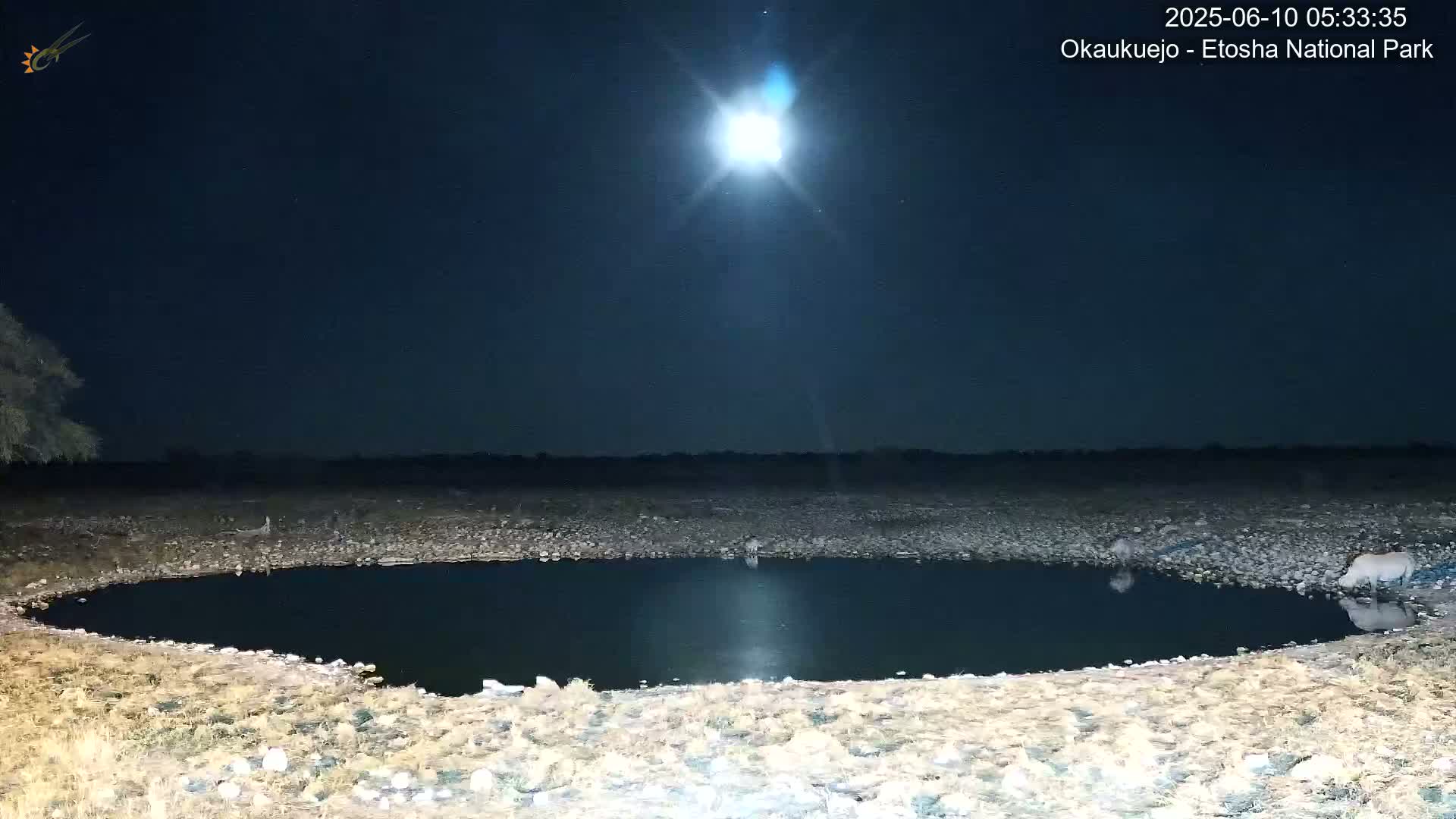 Wild Animal Life  in Okaukuejo Waterhole in Etosha National Park  -  Oshakati, Oshana, Namibia