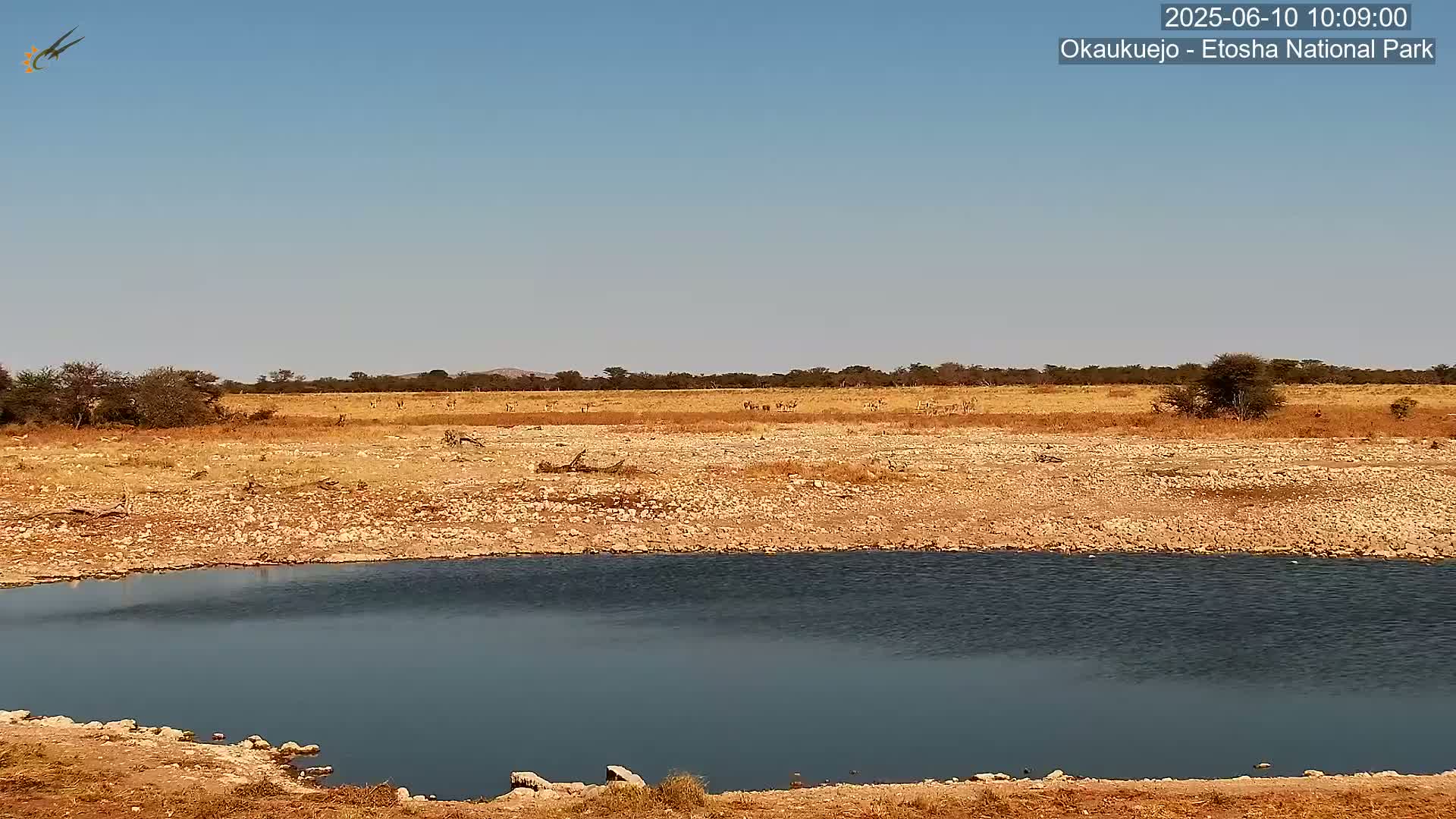 A small body of still, dark-blue water sits in a dry, rocky landscape under a clear, blue sky, with a herd of animals visible in the distance.