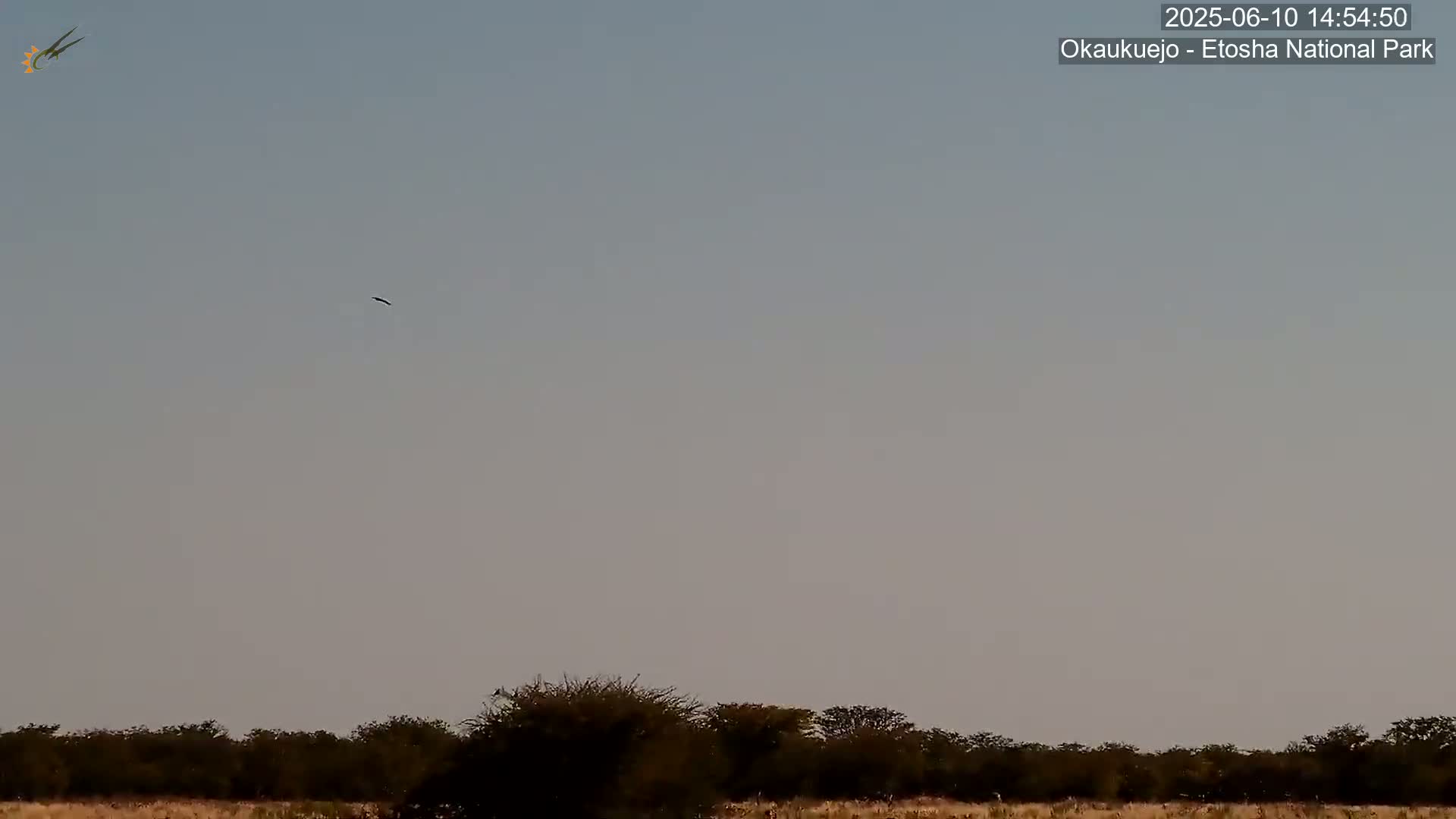 A bird is flying in a clear, light-grey sky above a line of low-lying scrub brush.