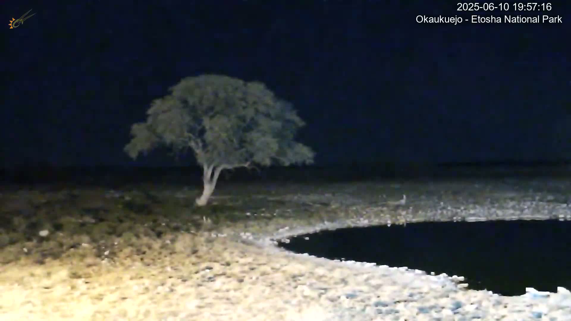 A lone tree stands near a dark body of water under a night sky.