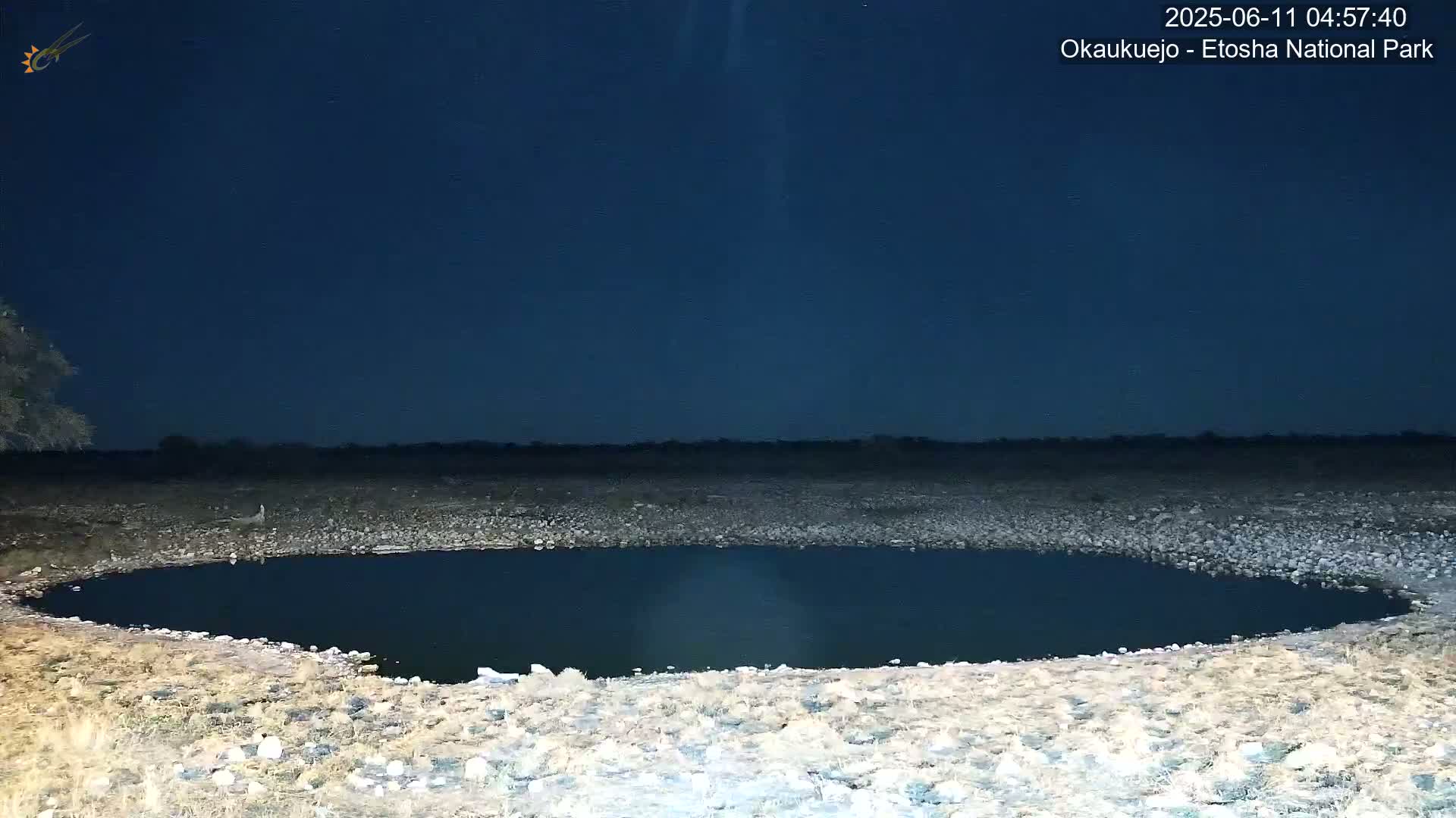 Wild Animal Life  in Okaukuejo Waterhole in Etosha National Park  -  Oshakati, Oshana, Namibia