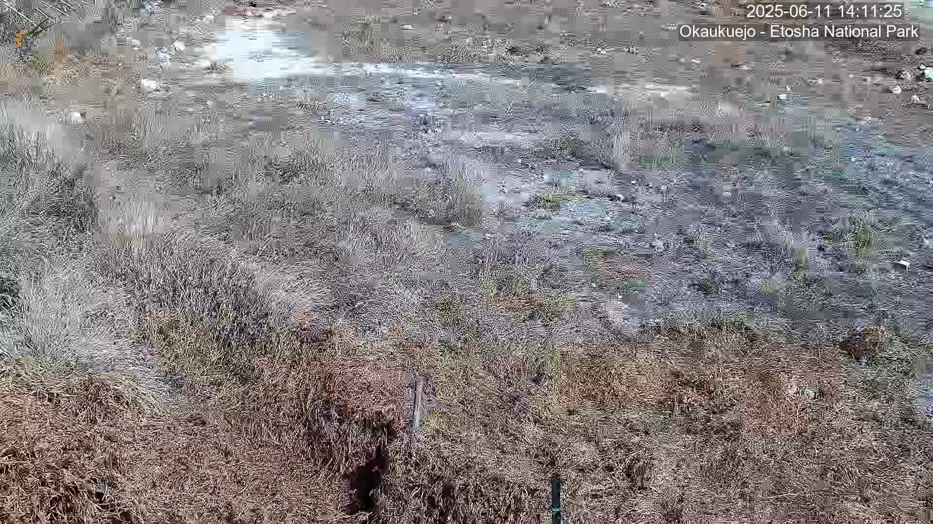 A muddy, sparsely vegetated area is seen from an elevated angle, surrounded by dry, brown grasses under a seemingly clear sky.