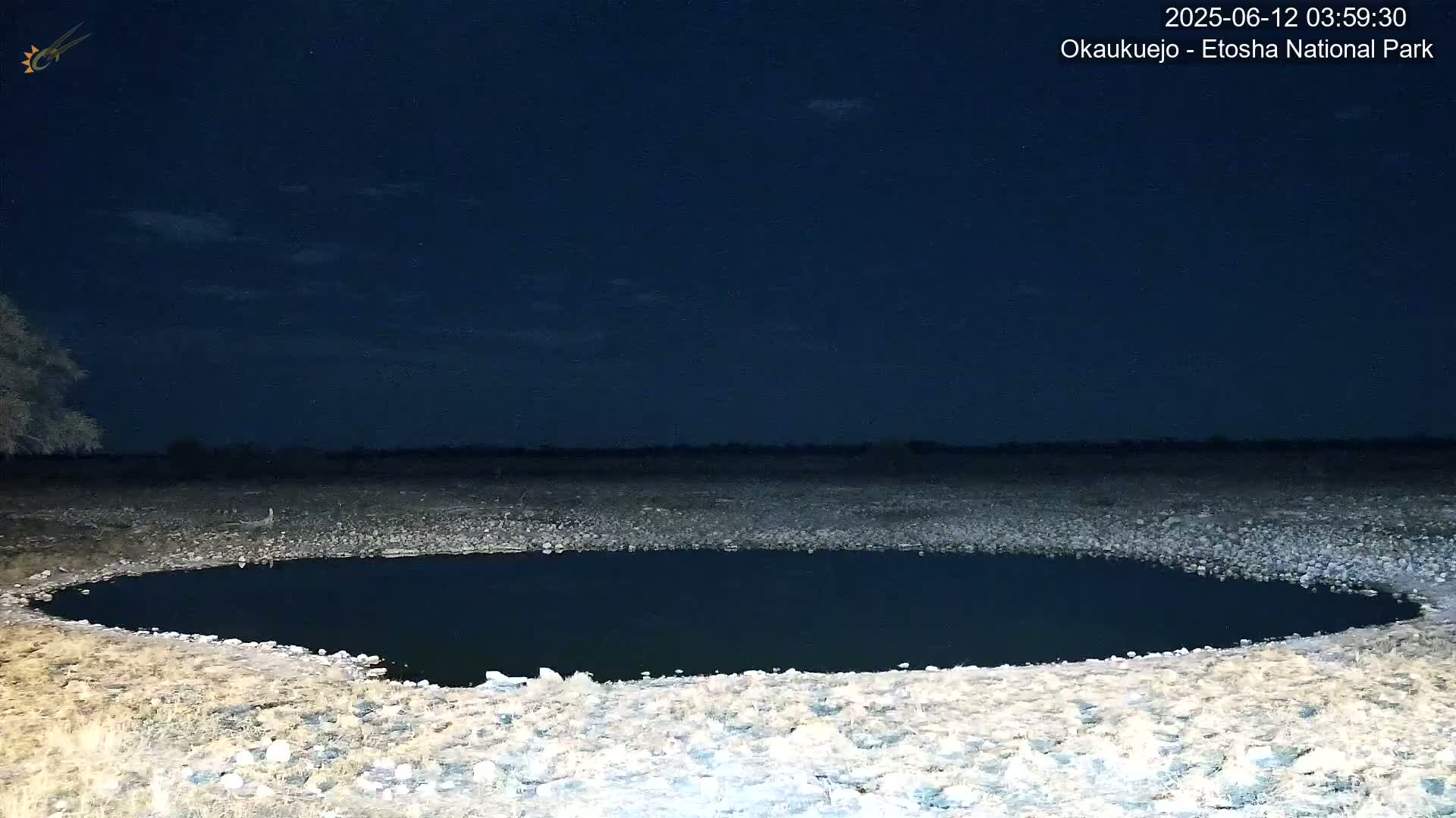 Wild Animal Life  in Okaukuejo Waterhole in Etosha National Park  -  Oshakati, Oshana, Namibia