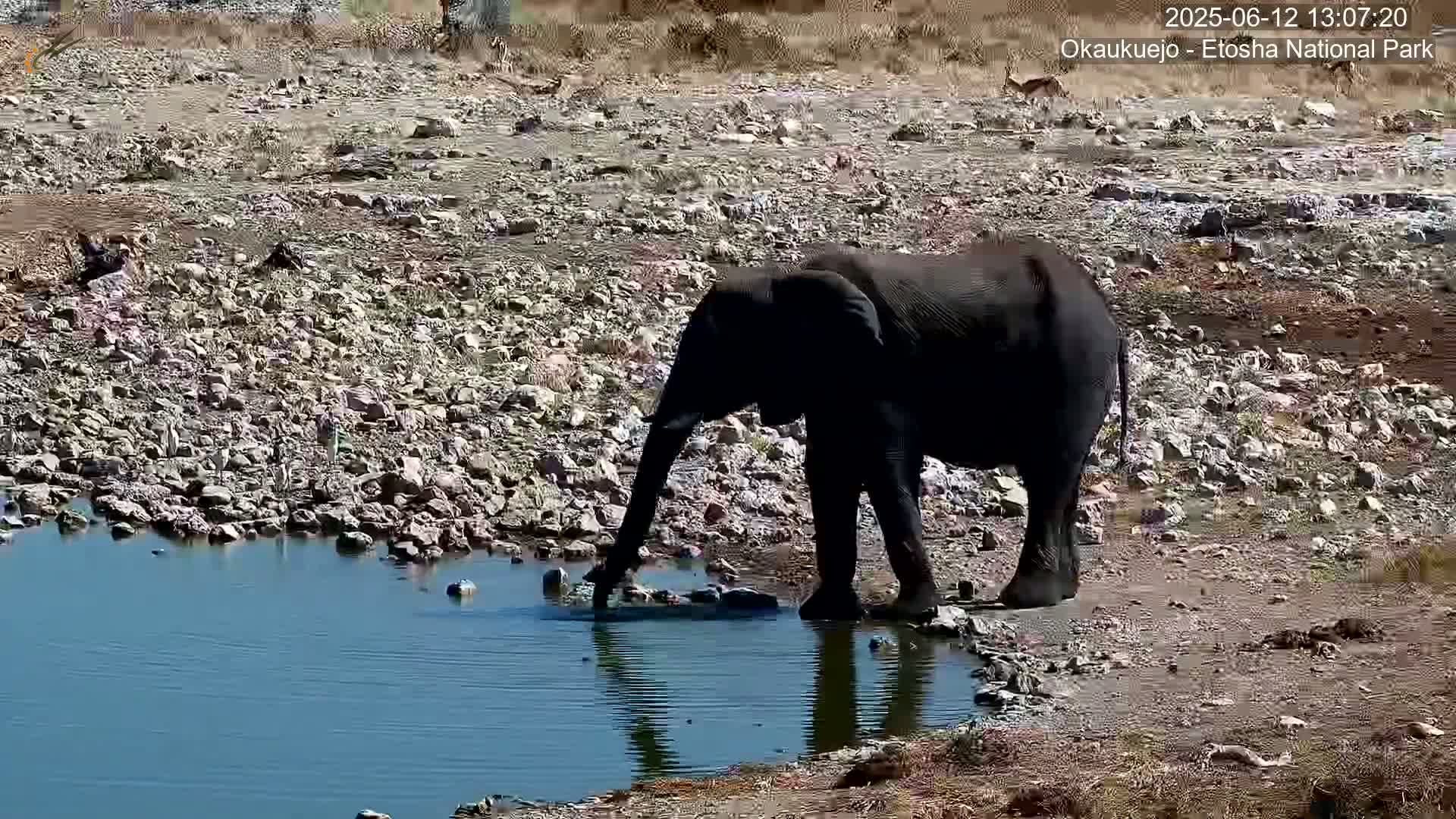 A lone elephant drinks from a small, shallow pool of water on a rocky, dry landscape under a sunny sky.