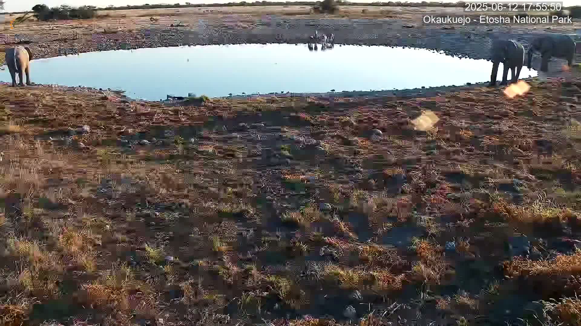 Several elephants and zebras are drinking from a watering hole in a dry, grassy field under a clear sky.