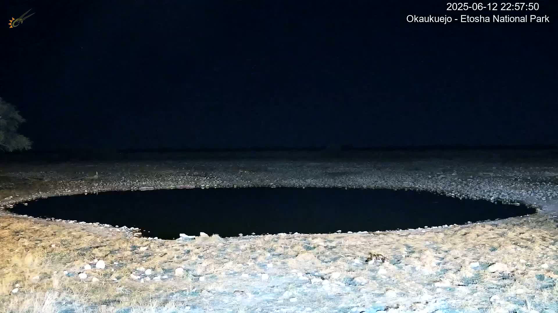 Wild Animal Life  in Okaukuejo Waterhole in Etosha National Park  -  Oshakati, Oshana, Namibia