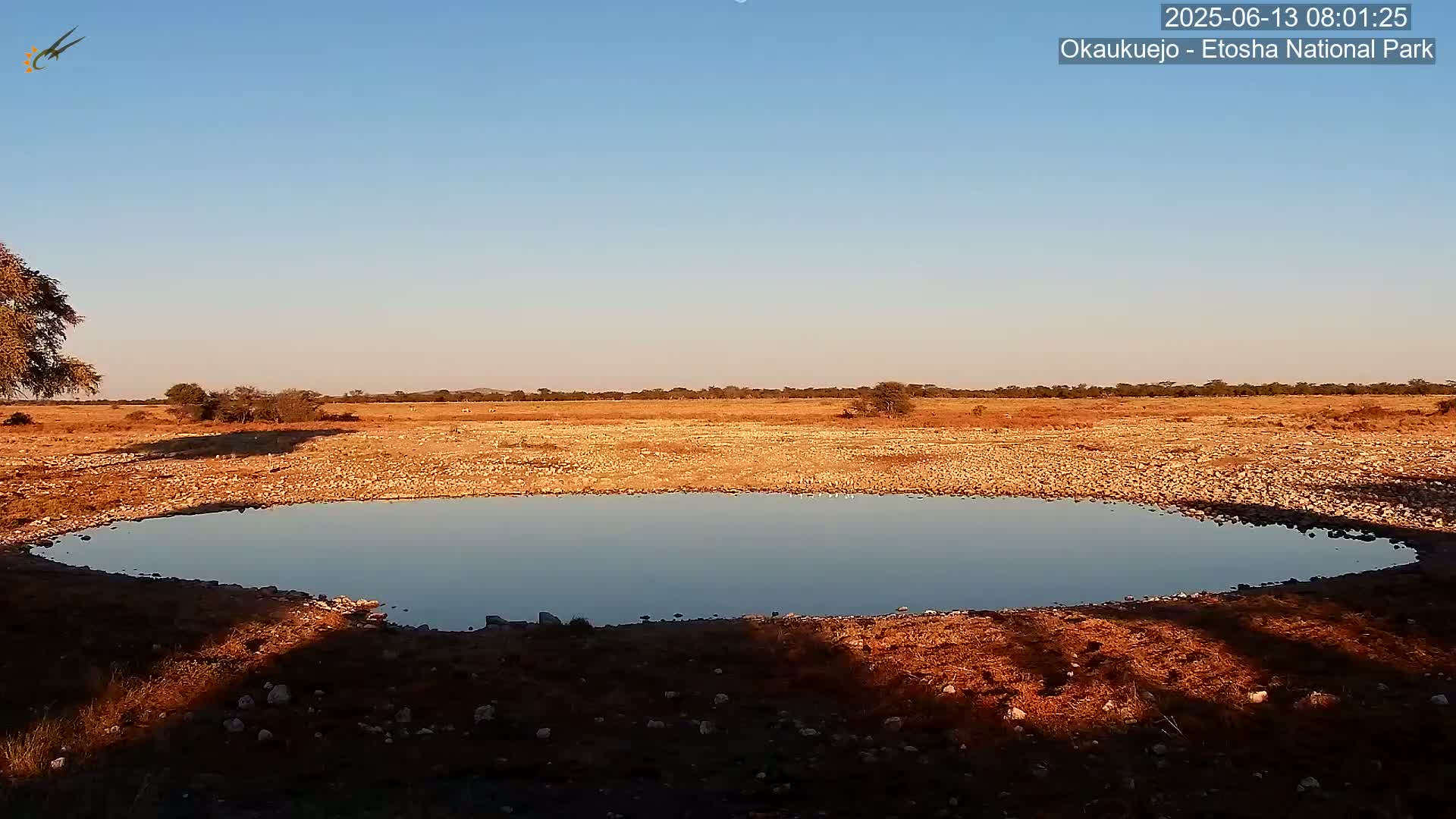 Wild Animal Life  in Okaukuejo Waterhole in Etosha National Park  -  Oshakati, Oshana, Namibia