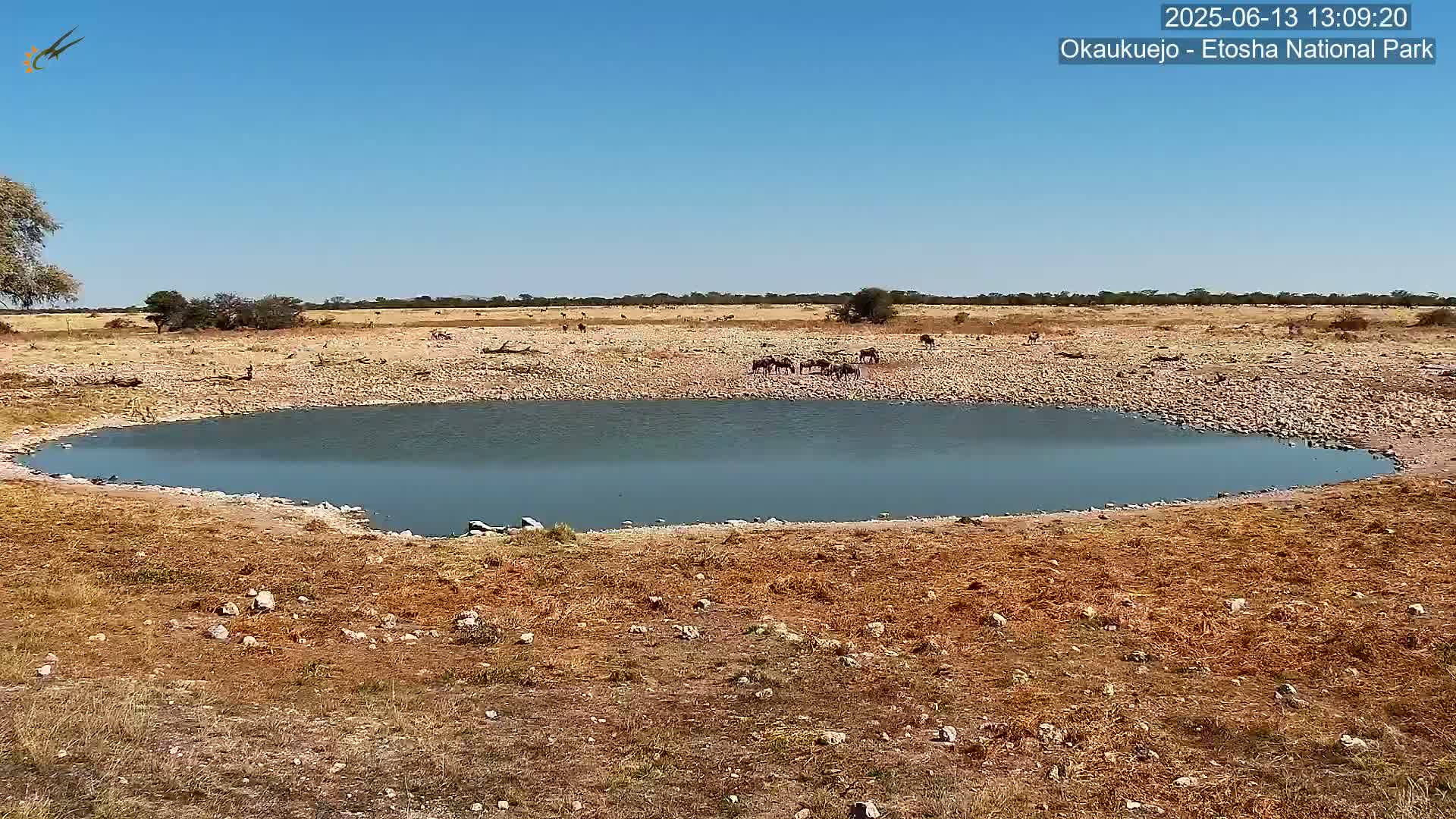 A herd of animals drinks from a small watering hole in a dry, rocky landscape under a clear blue sky.