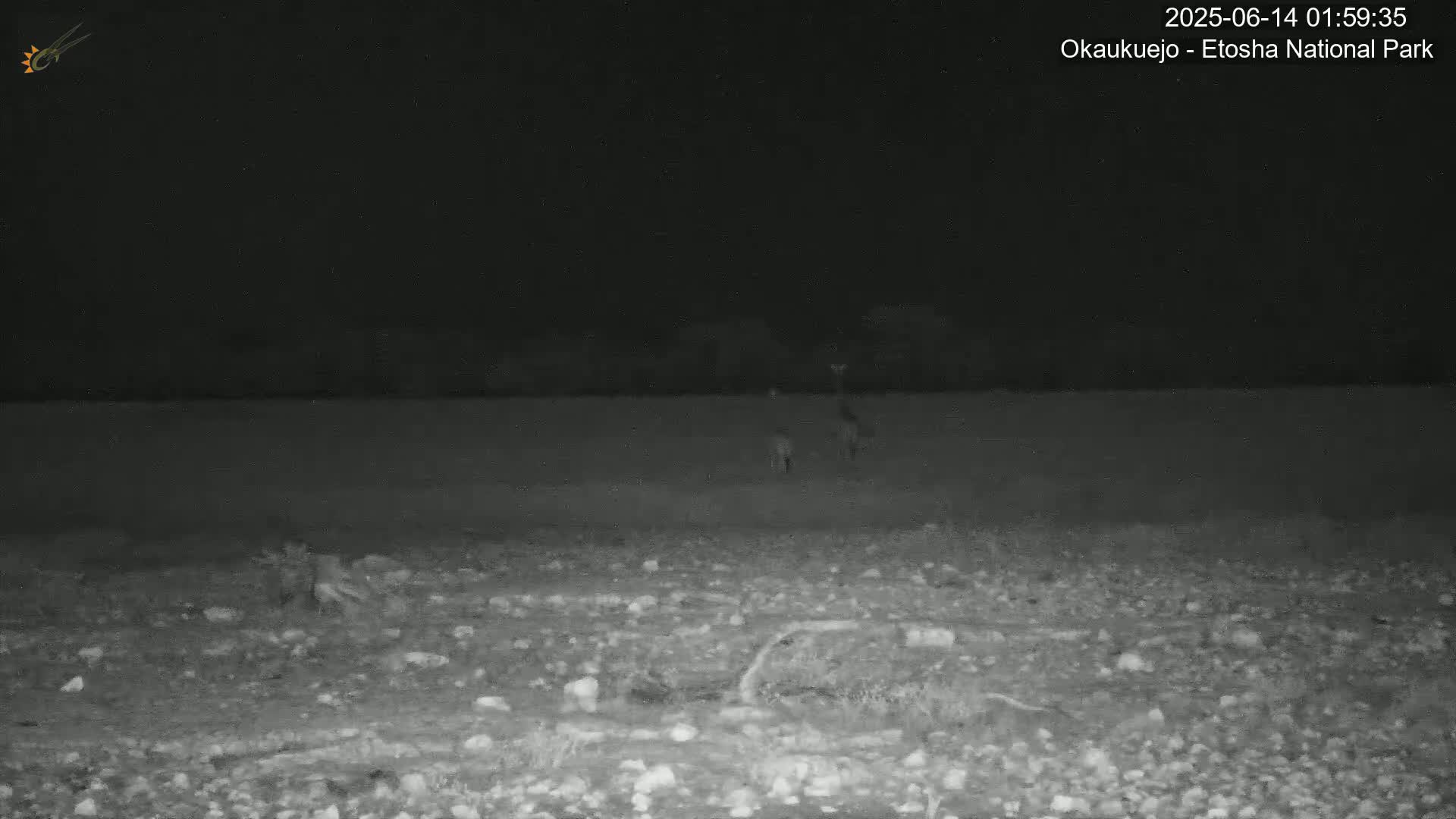 Wild Animal Life  in Okaukuejo Waterhole in Etosha National Park  -  Oshakati, Oshana, Namibia