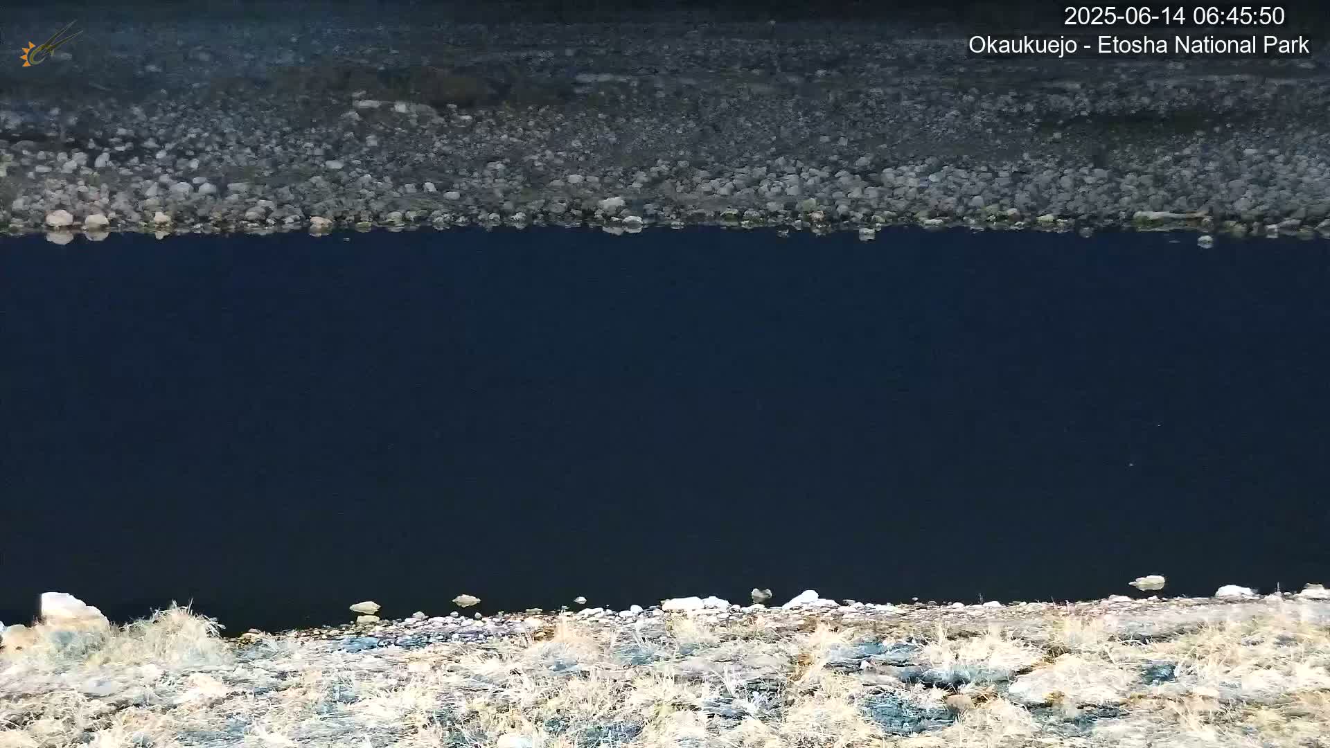 Wild Animal Life  in Okaukuejo Waterhole in Etosha National Park  -  Oshakati, Oshana, Namibia