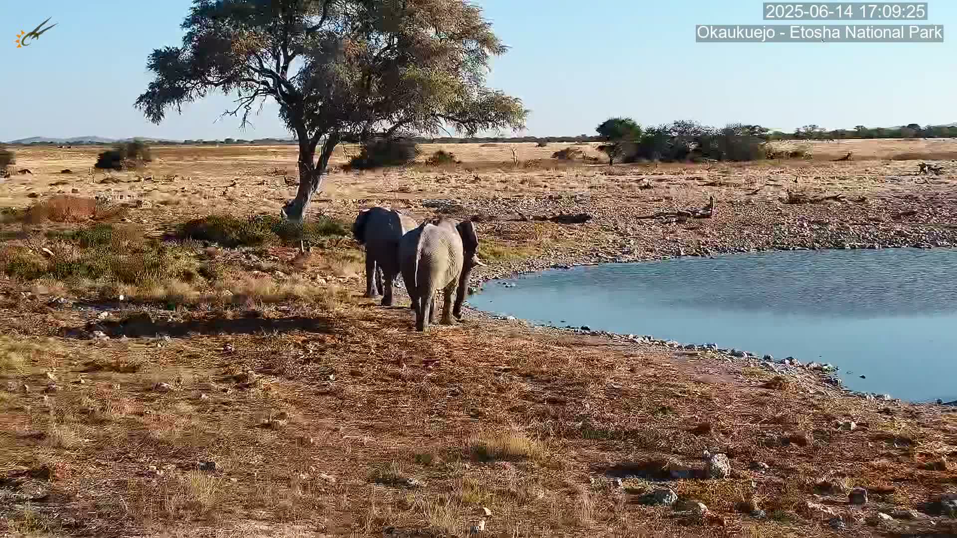 Two elephants walk toward a small body of water in a dry, grassy landscape under a clear, sunny sky.