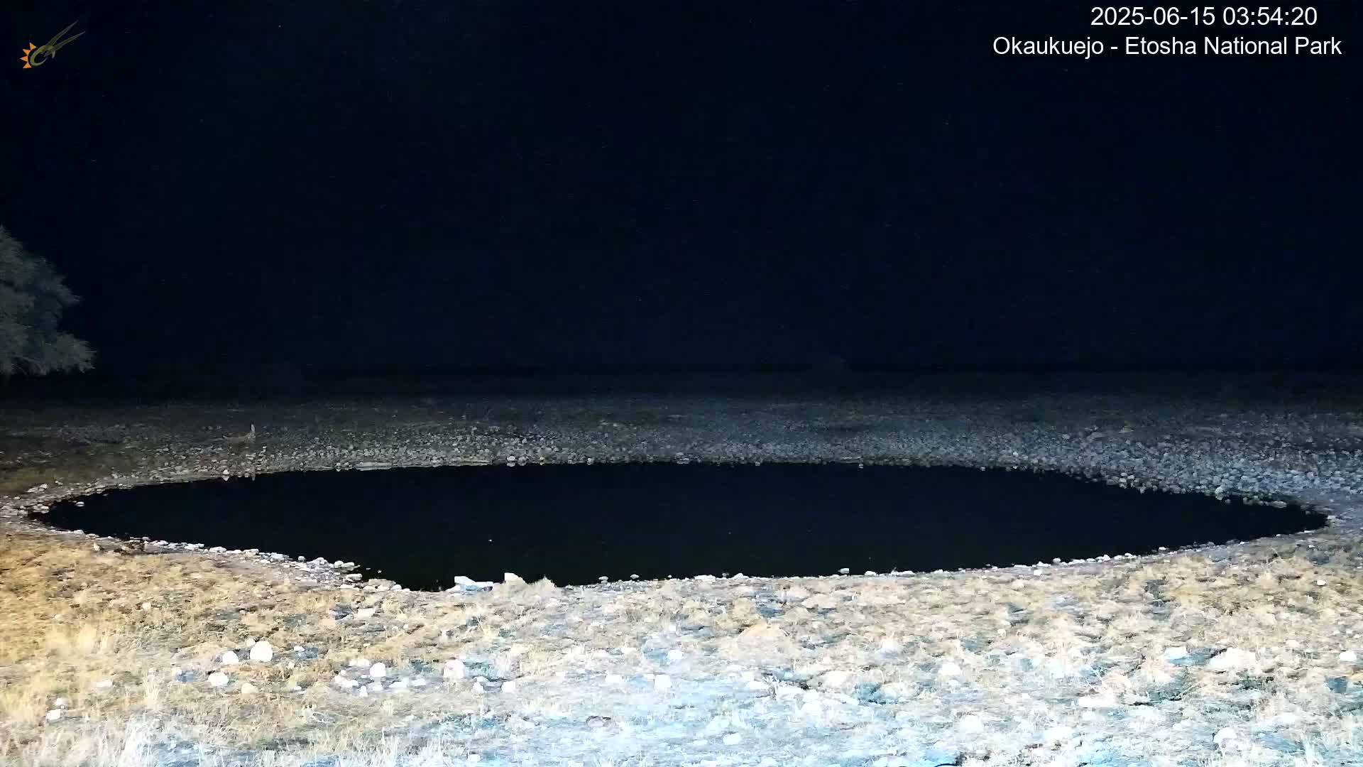 Wild Animal Life  in Okaukuejo Waterhole in Etosha National Park  -  Oshakati, Oshana, Namibia