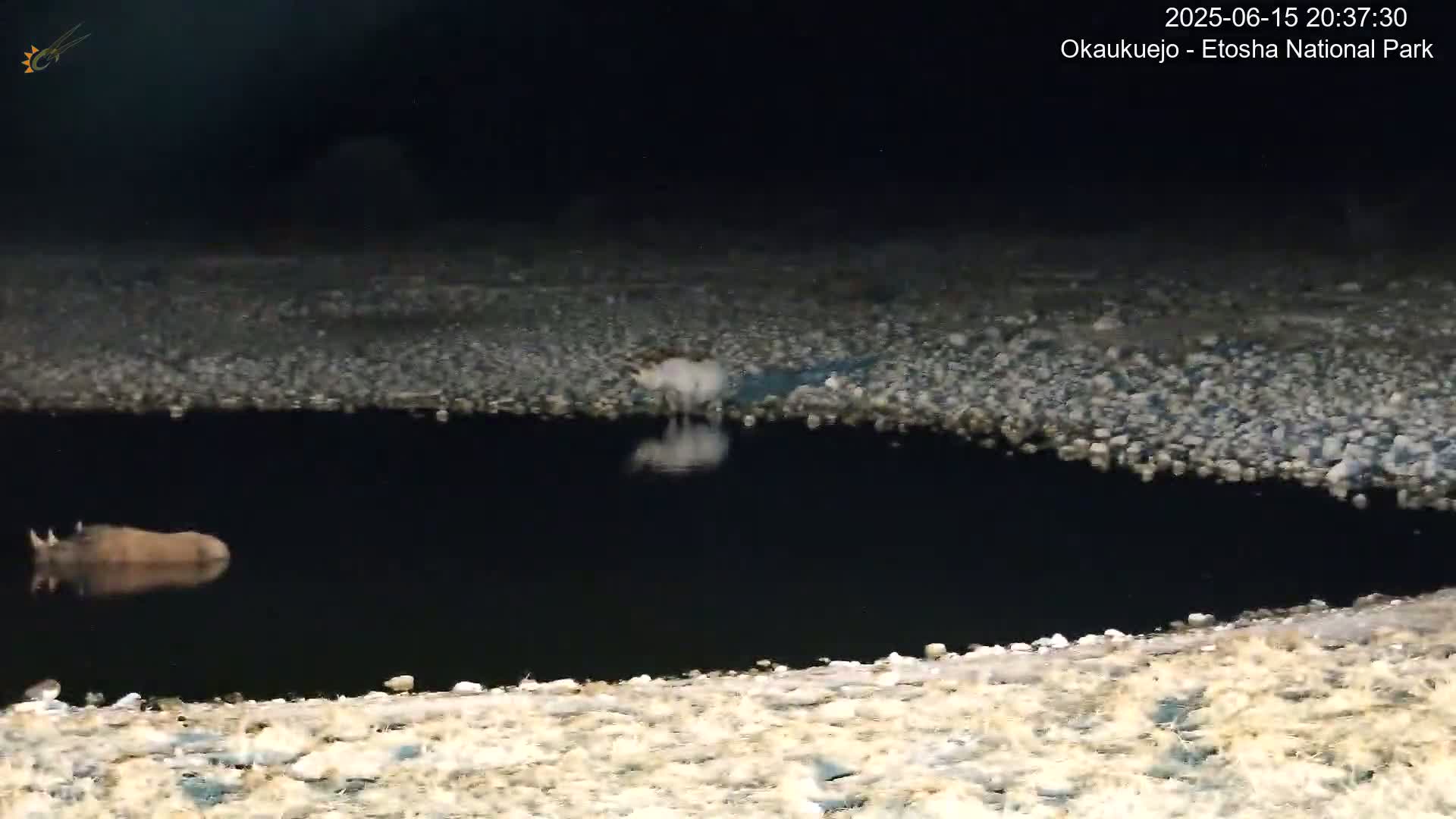 Wild Animal Life  in Okaukuejo Waterhole in Etosha National Park  -  Oshakati, Oshana, Namibia