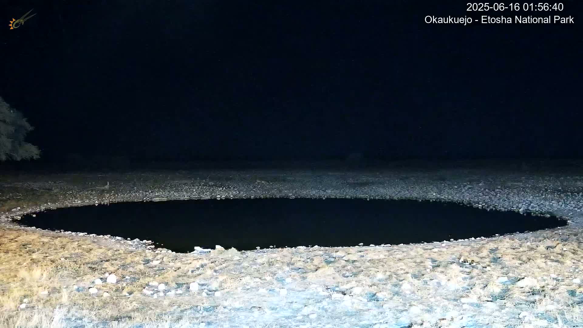 Wild Animal Life  in Okaukuejo Waterhole in Etosha National Park  -  Oshakati, Oshana, Namibia