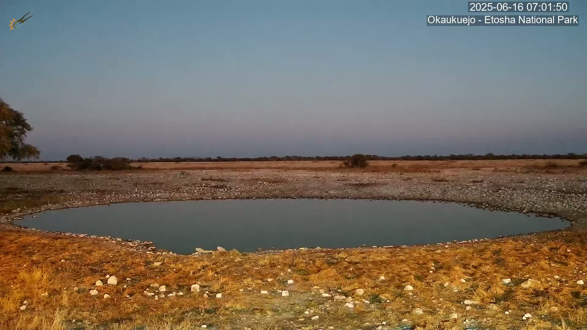 Wild Animal Life  in Okaukuejo Waterhole in Etosha National Park  -  Oshakati, Oshana, Namibia