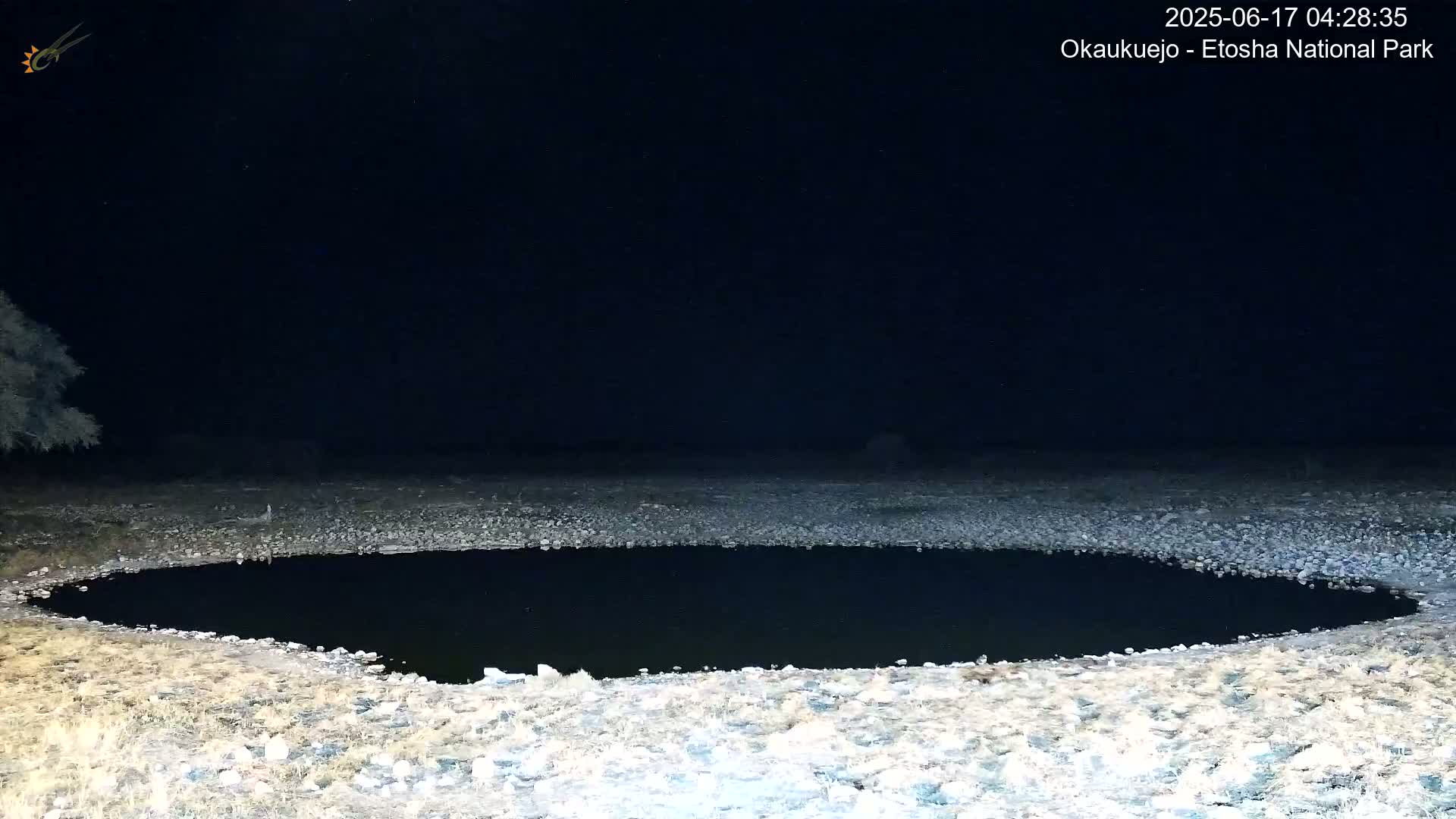 Wild Animal Life  in Okaukuejo Waterhole in Etosha National Park  -  Oshakati, Oshana, Namibia
