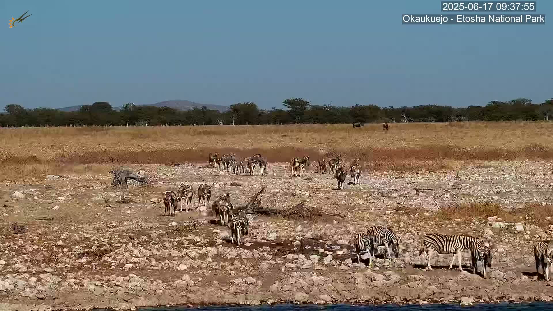 A herd of zebras gathers near a watering hole in a dry, rocky landscape under a clear blue sky.