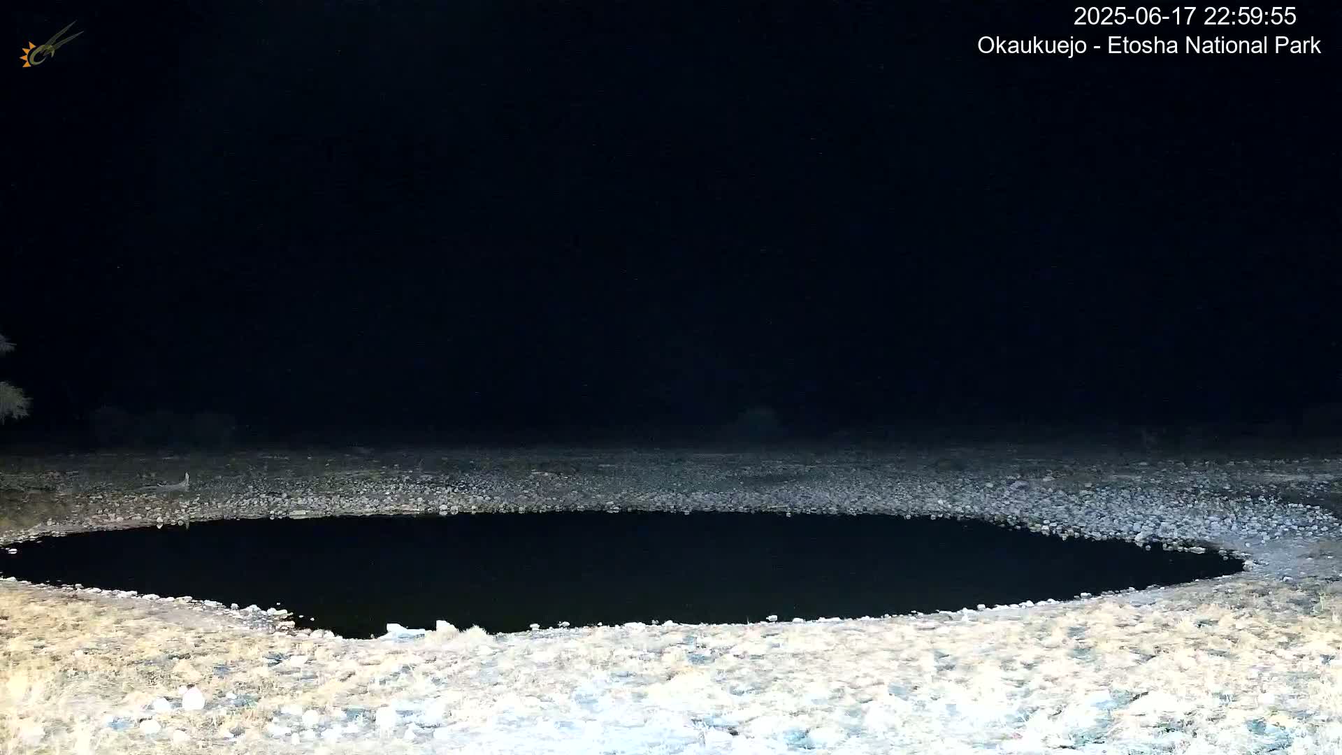 Wild Animal Life  in Okaukuejo Waterhole in Etosha National Park  -  Oshakati, Oshana, Namibia