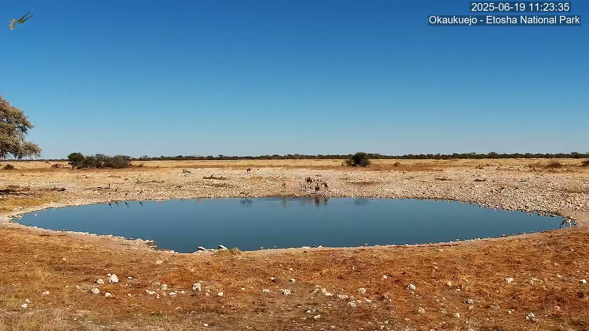 A small, calm body of water sits in a dry, rocky landscape under a clear blue sky, with a group of animals gathered at the water's edge.