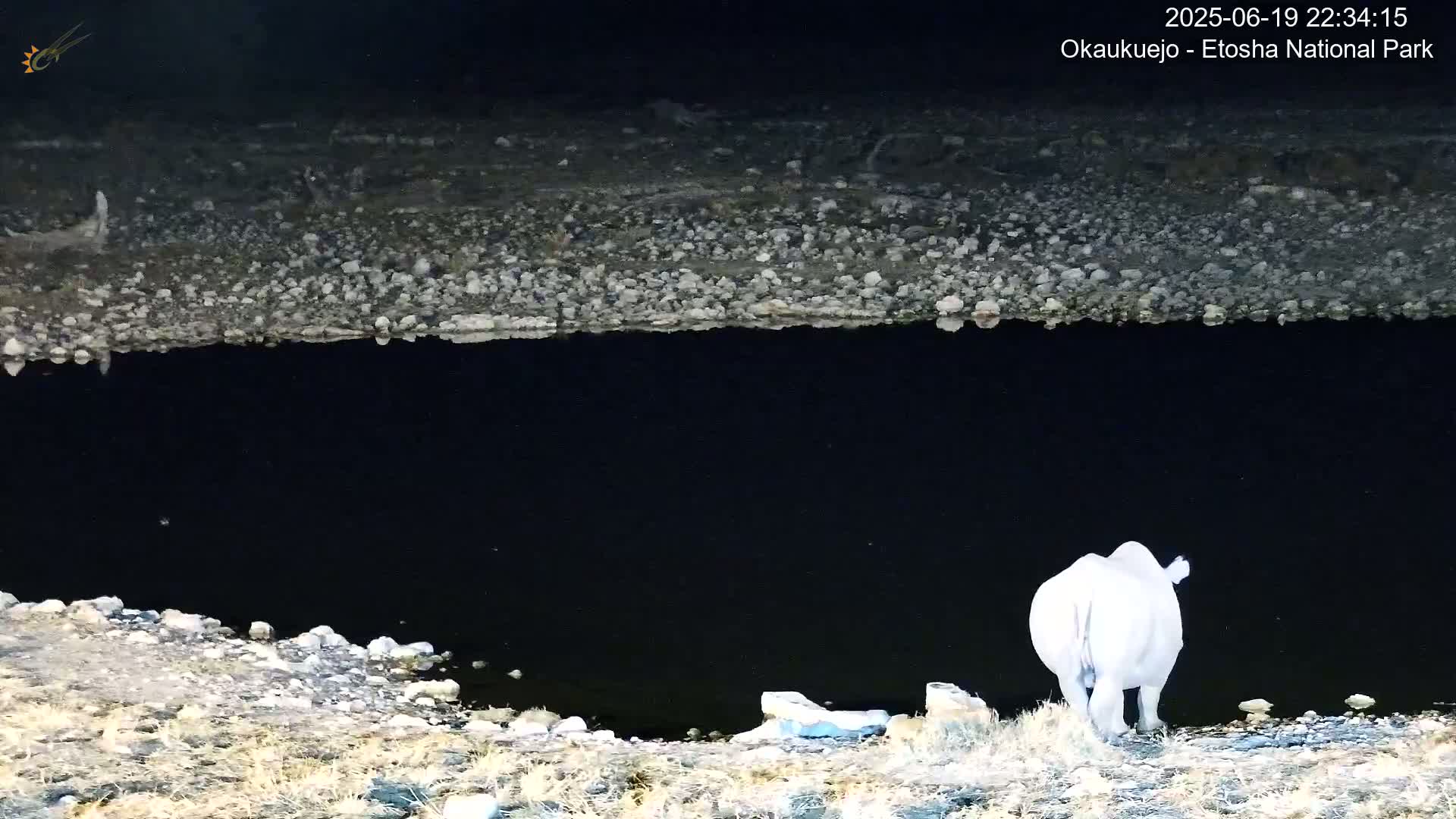 Wild Animal Life  in Okaukuejo Waterhole in Etosha National Park  -  Oshakati, Oshana, Namibia