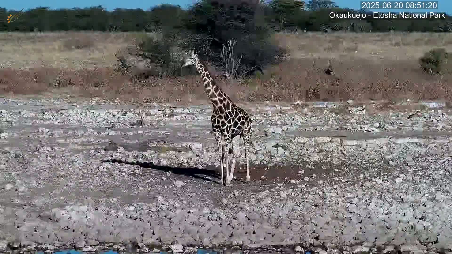 Wild Animal Life  in Okaukuejo Waterhole in Etosha National Park  -  Oshakati, Oshana, Namibia