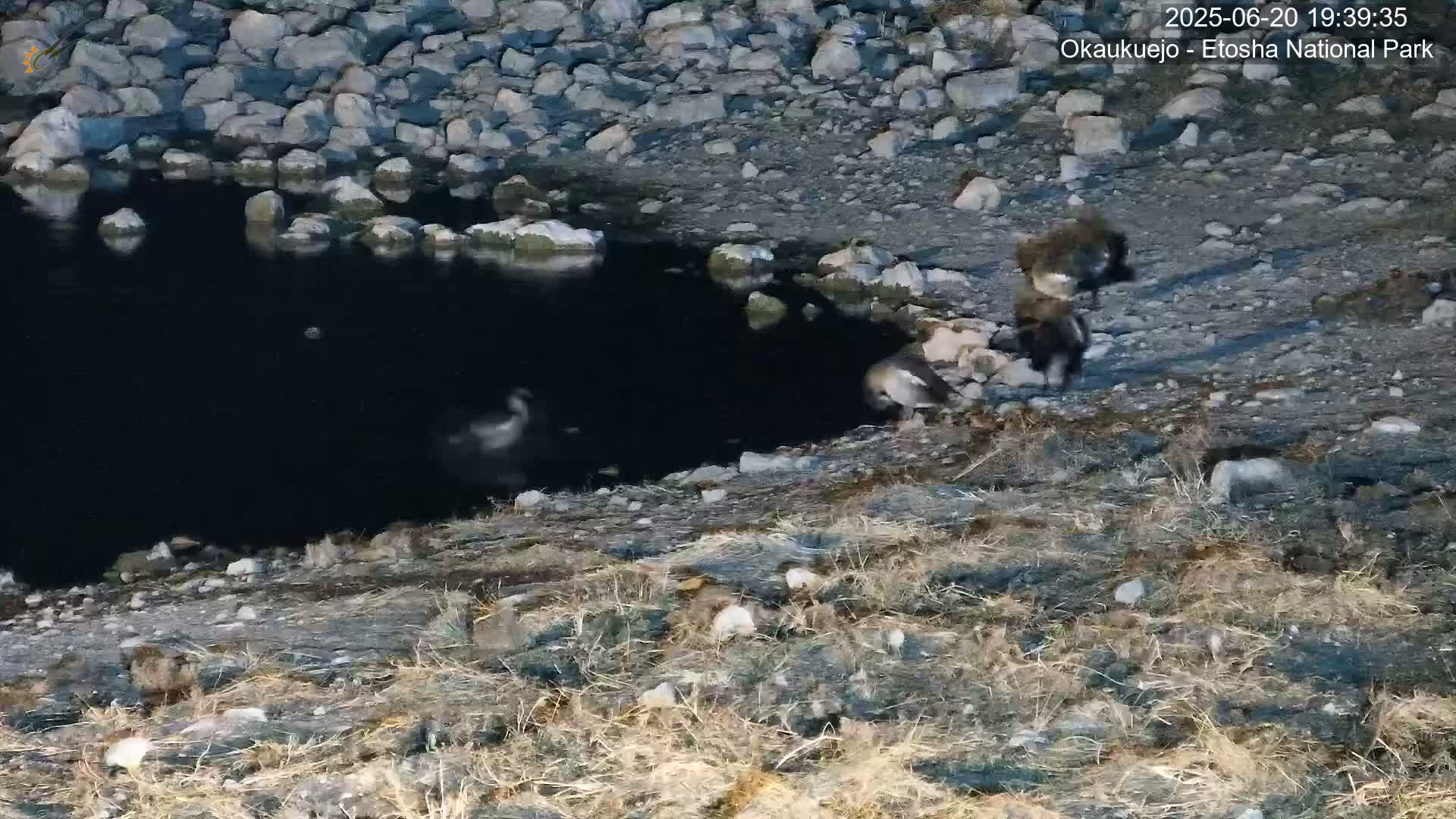Several dark-colored birds are near a dark pool of water surrounded by rocks and sparse, dry-looking vegetation.