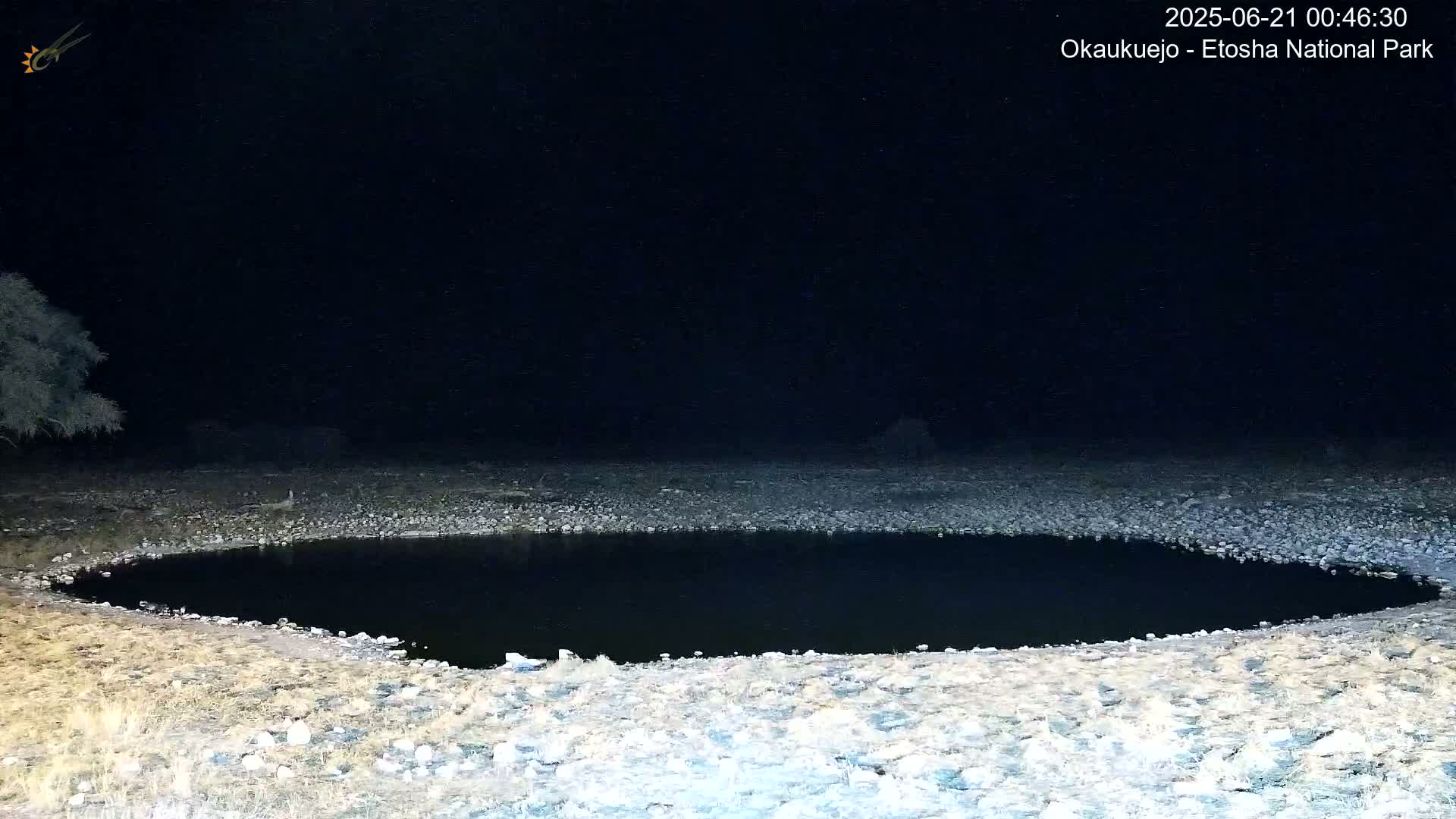 Wild Animal Life  in Okaukuejo Waterhole in Etosha National Park  -  Oshakati, Oshana, Namibia