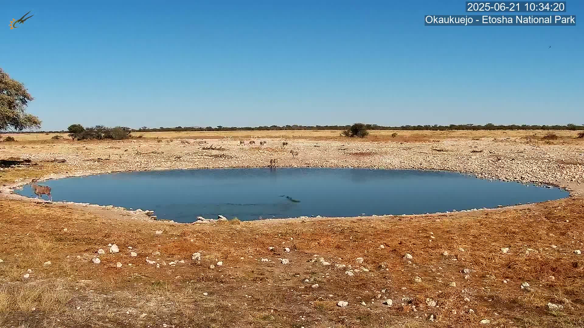 A small, calm body of water sits in a dry, rocky landscape under a clear blue sky, with several animals visible near and in the water.