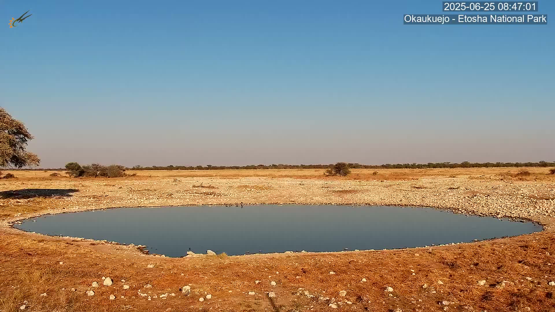 Wild Animal Life  in Okaukuejo Waterhole in Etosha National Park  -  Oshakati, Oshana, Namibia
