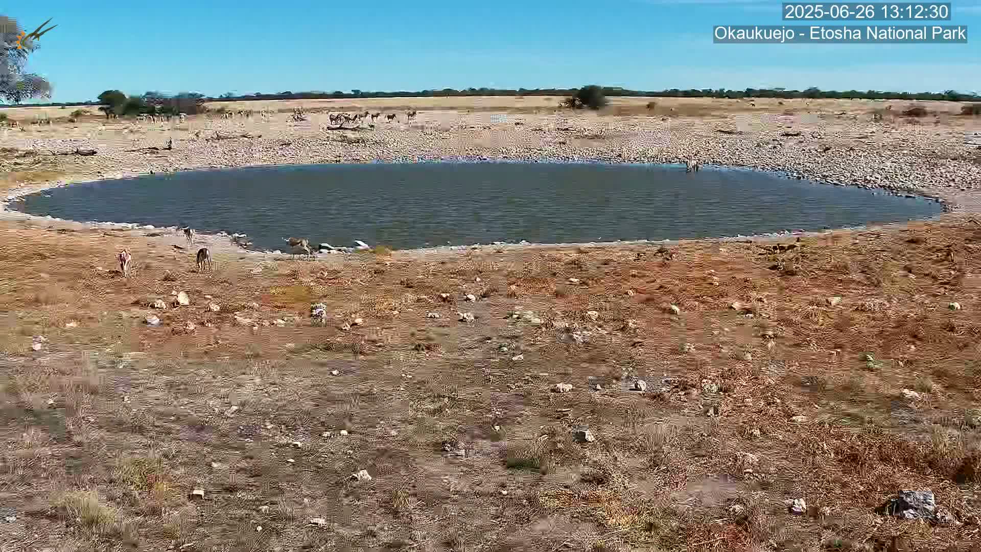 Wild Animal Life  in Okaukuejo Waterhole in Etosha National Park  -  Oshakati, Oshana, Namibia