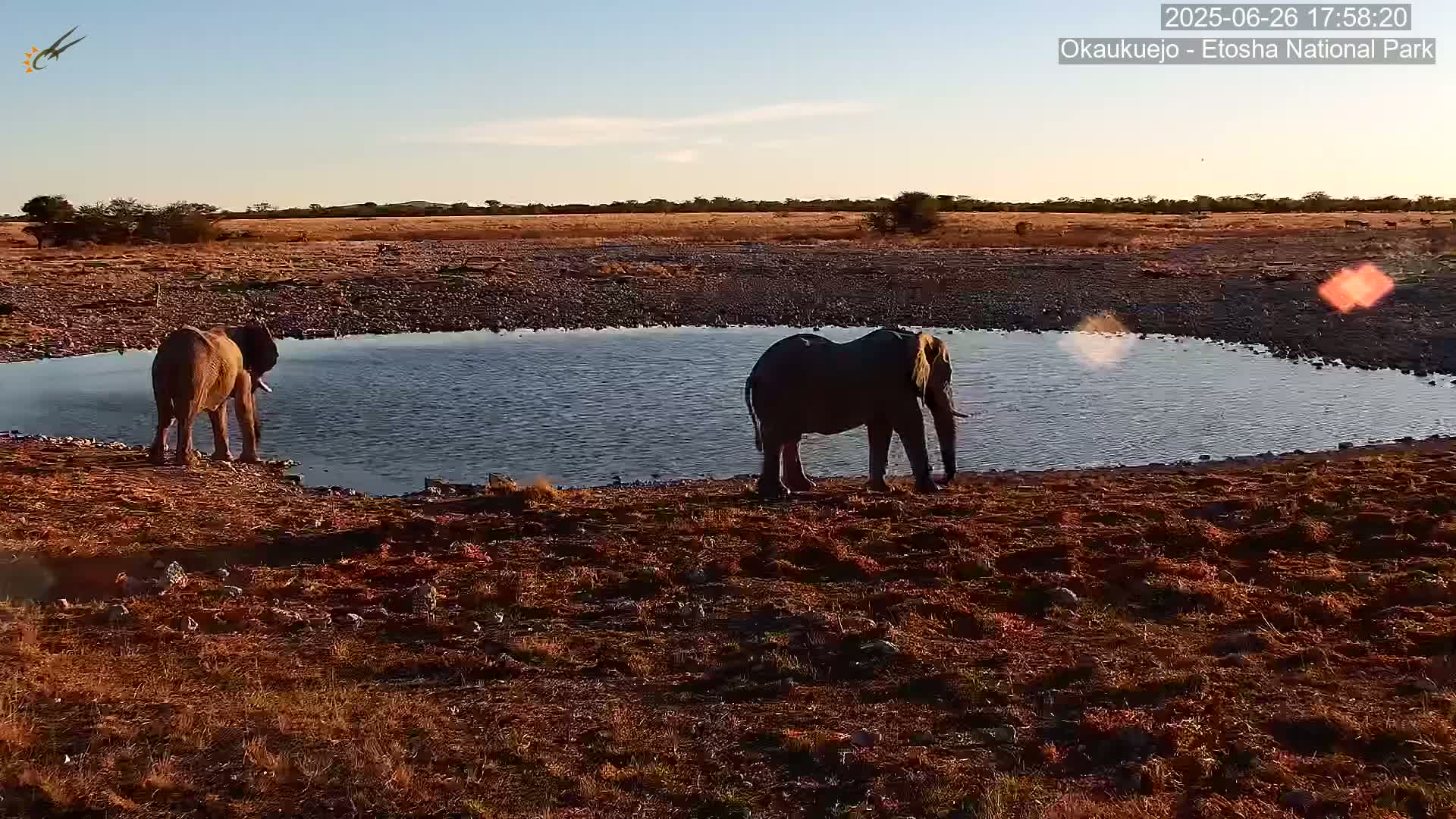 Wild Animal Life  in Okaukuejo Waterhole in Etosha National Park  -  Oshakati, Oshana, Namibia
