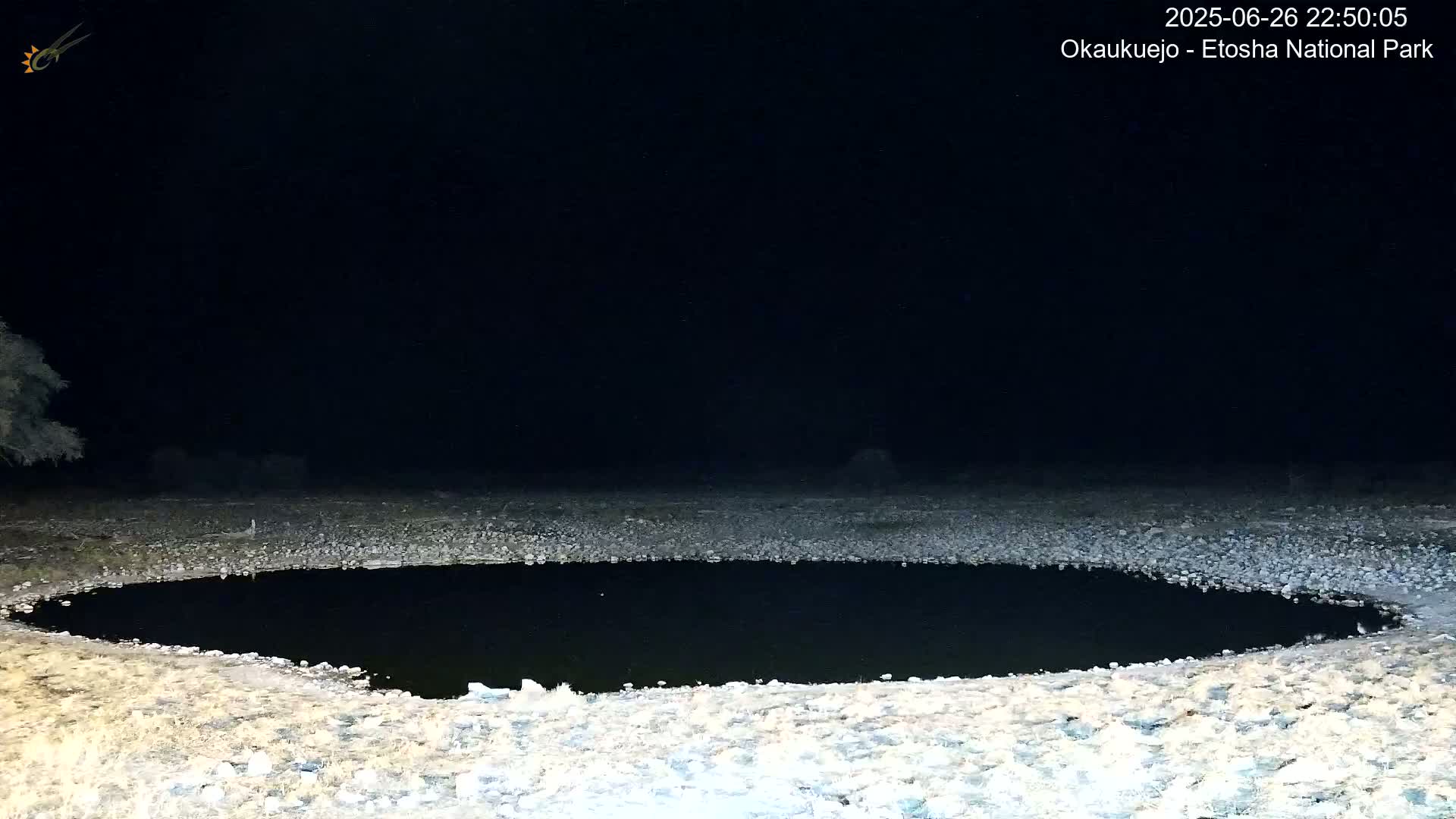 Wild Animal Life  in Okaukuejo Waterhole in Etosha National Park  -  Oshakati, Oshana, Namibia