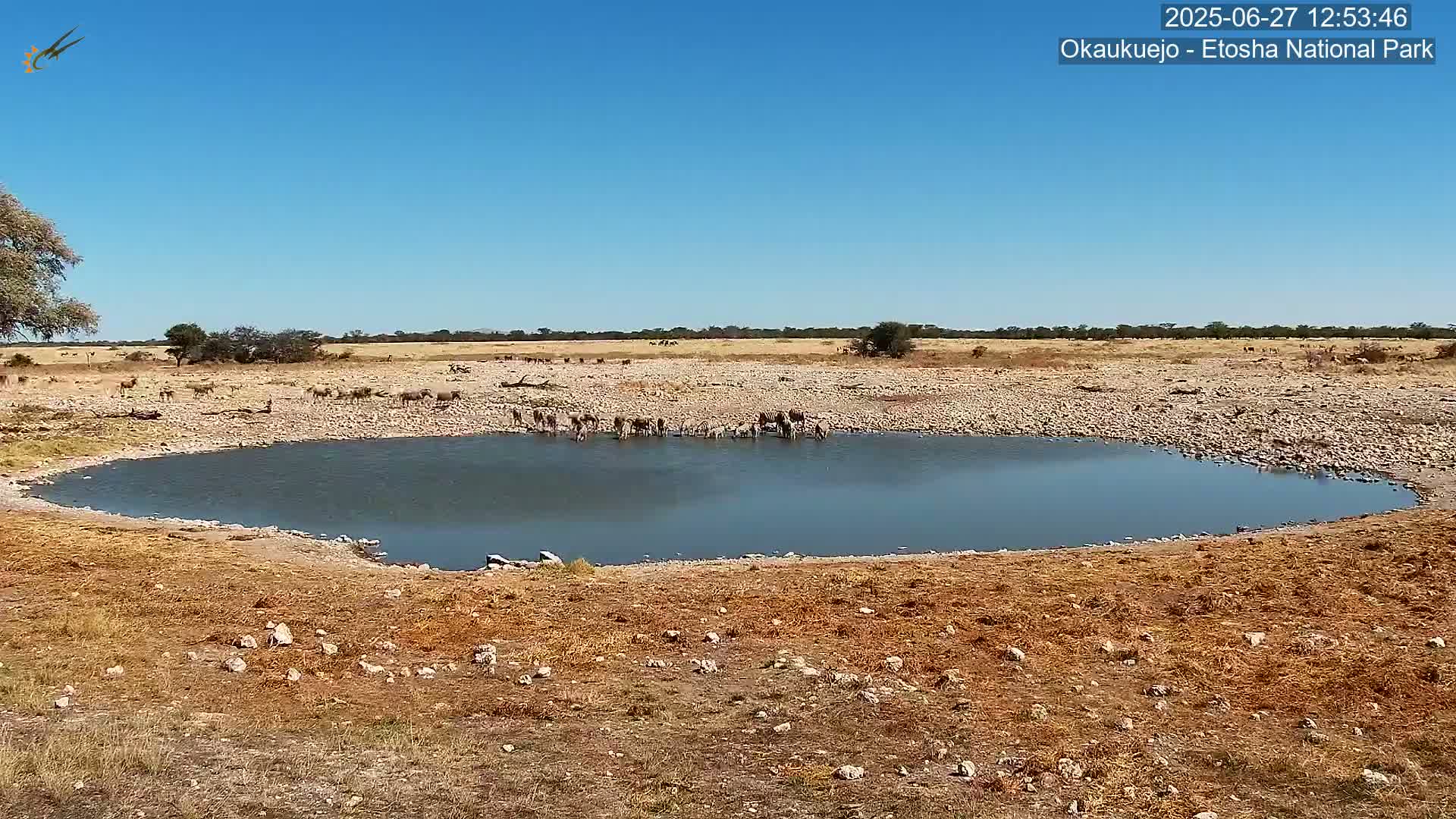 Wild Animal Life  in Okaukuejo Waterhole in Etosha National Park  -  Oshakati, Oshana, Namibia
