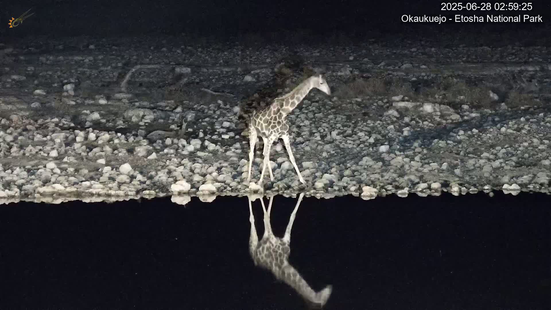 Wild Animal Life  in Okaukuejo Waterhole in Etosha National Park  -  Oshakati, Oshana, Namibia