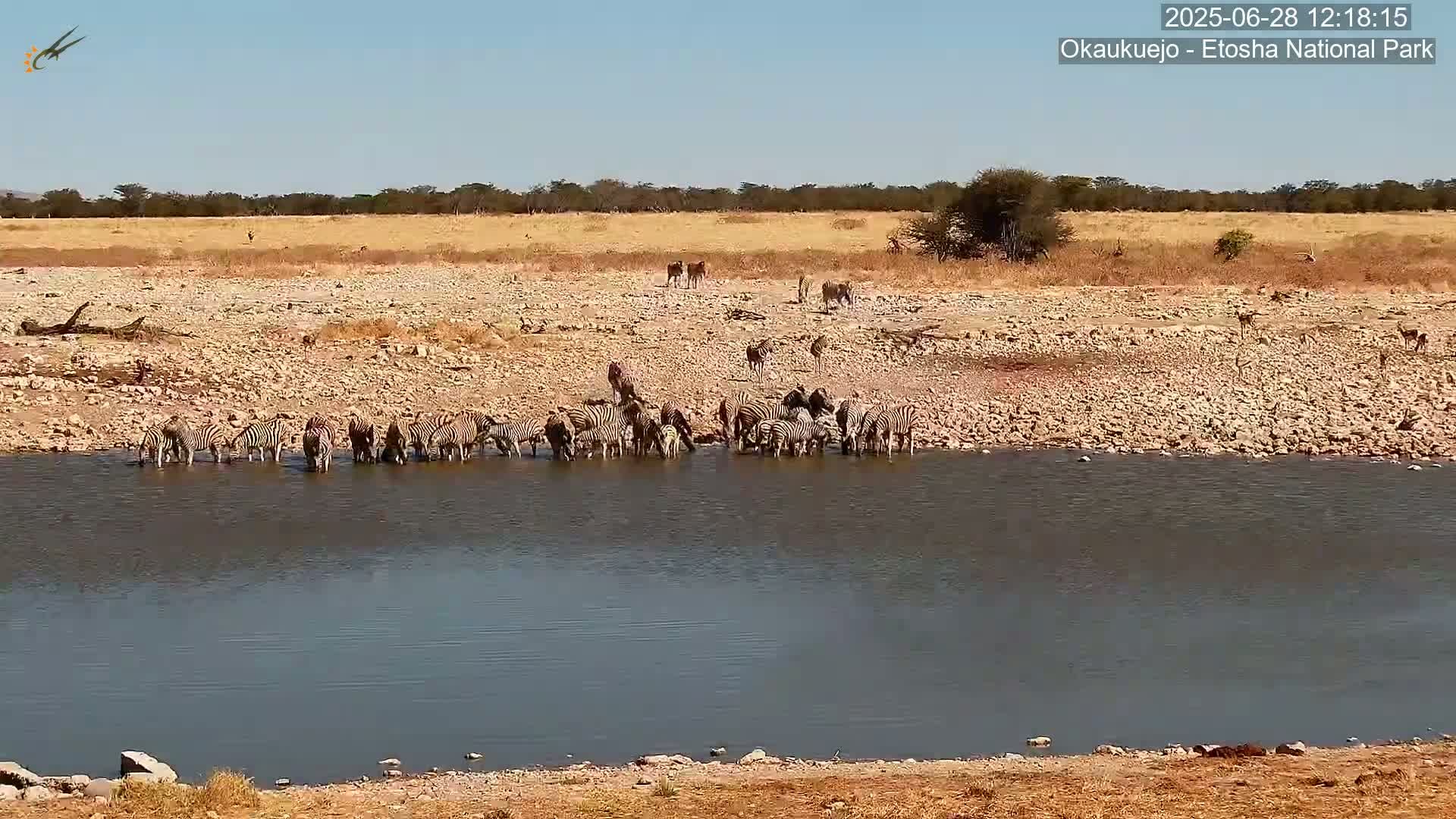 Wild Animal Life  in Okaukuejo Waterhole in Etosha National Park  -  Oshakati, Oshana, Namibia