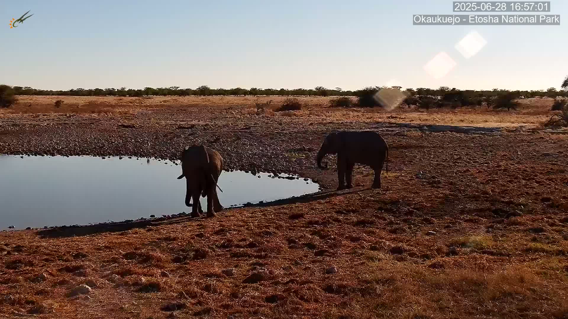 Wild Animal Life  in Okaukuejo Waterhole in Etosha National Park  -  Oshakati, Oshana, Namibia