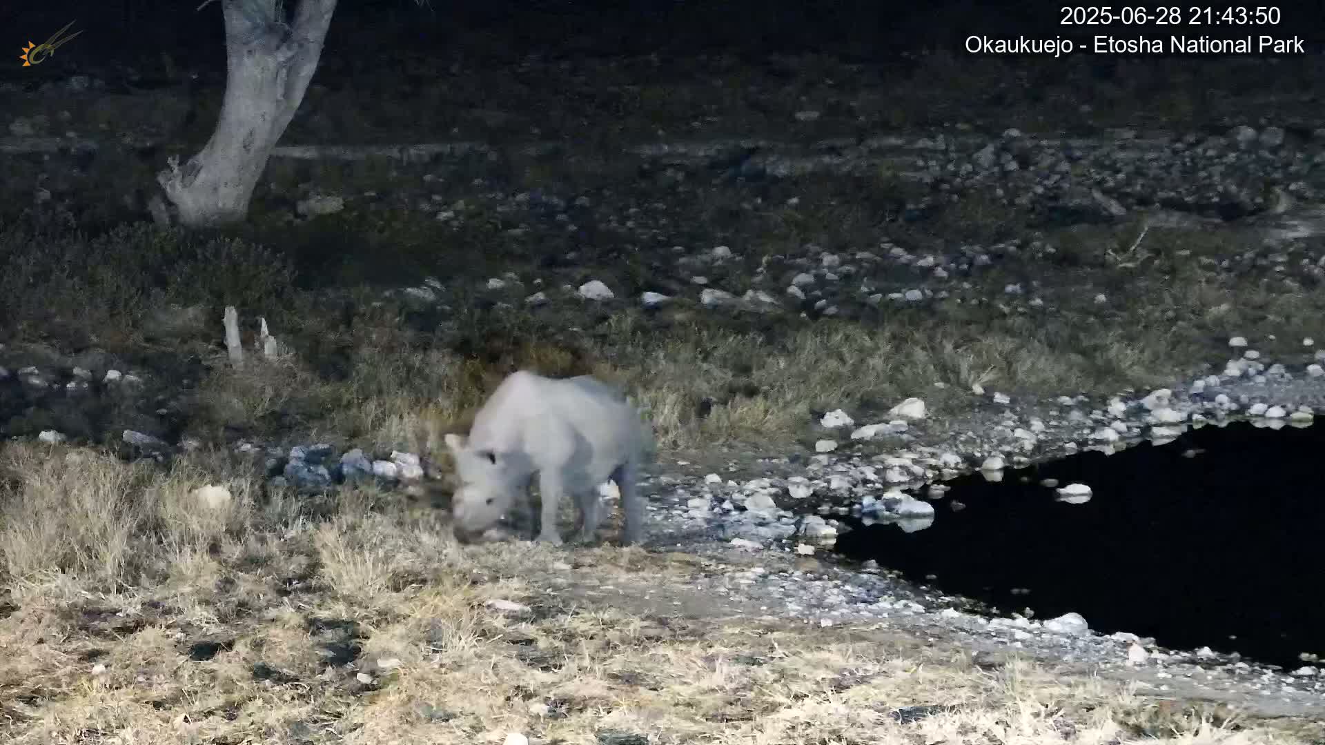 Wild Animal Life  in Okaukuejo Waterhole in Etosha National Park  -  Oshakati, Oshana, Namibia