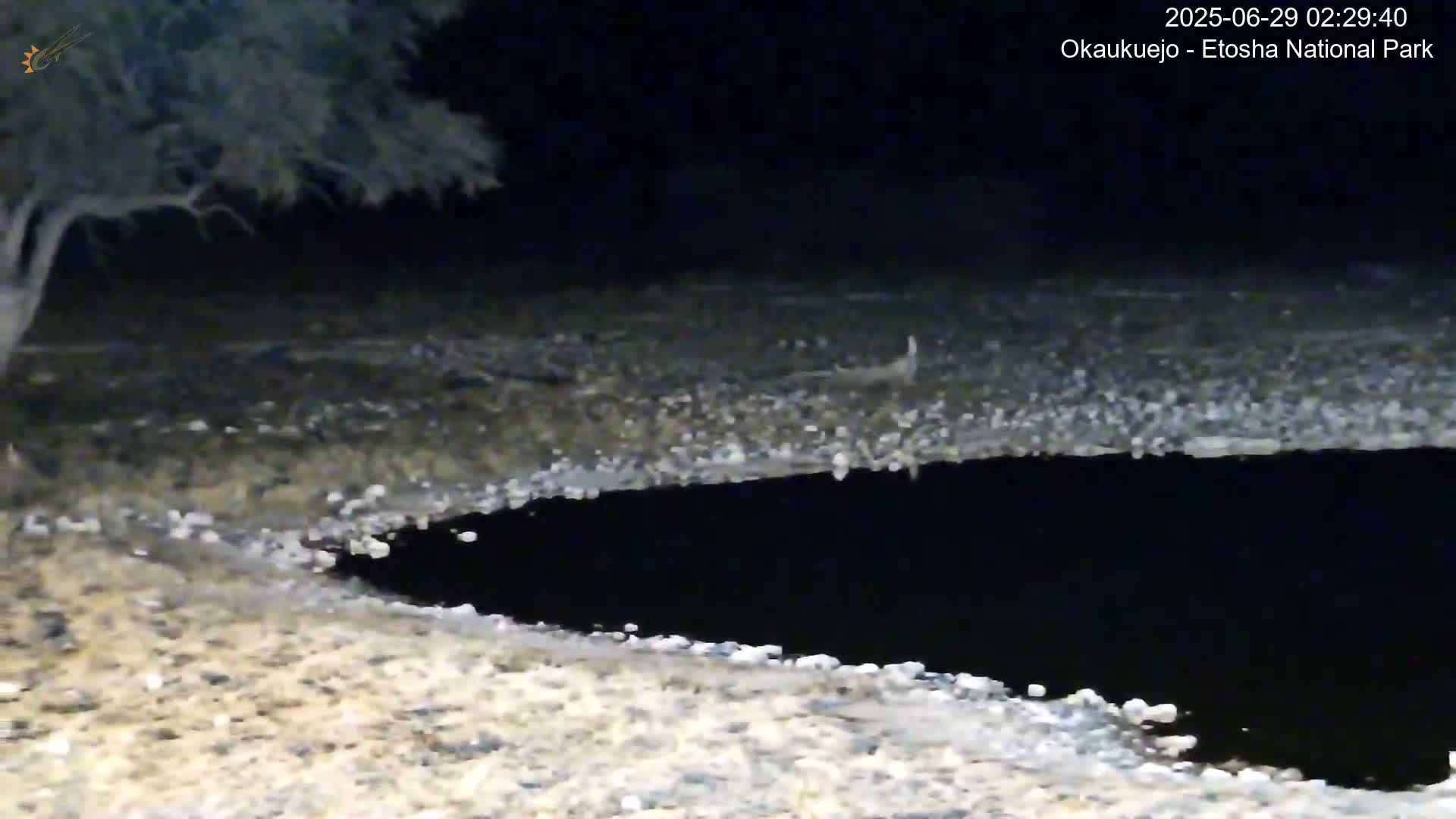 Wild Animal Life  in Okaukuejo Waterhole in Etosha National Park  -  Oshakati, Oshana, Namibia