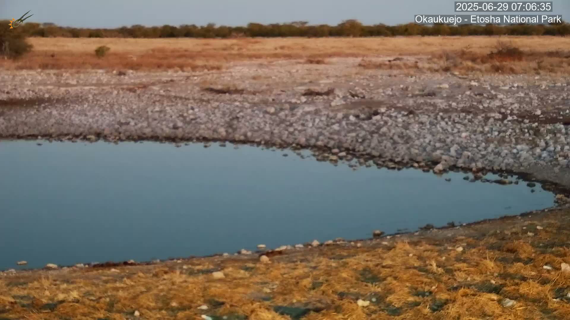 Wild Animal Life  in Okaukuejo Waterhole in Etosha National Park  -  Oshakati, Oshana, Namibia