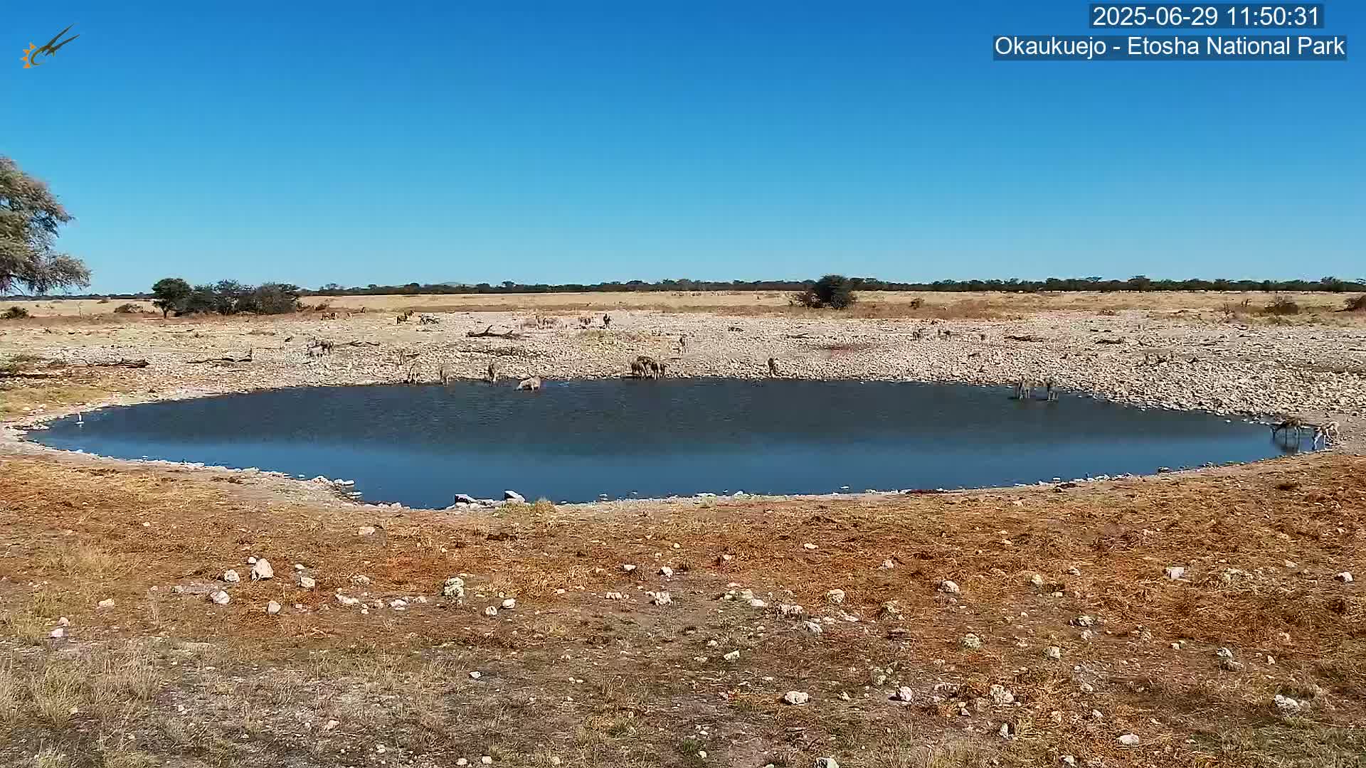 Wild Animal Life  in Okaukuejo Waterhole in Etosha National Park  -  Oshakati, Oshana, Namibia